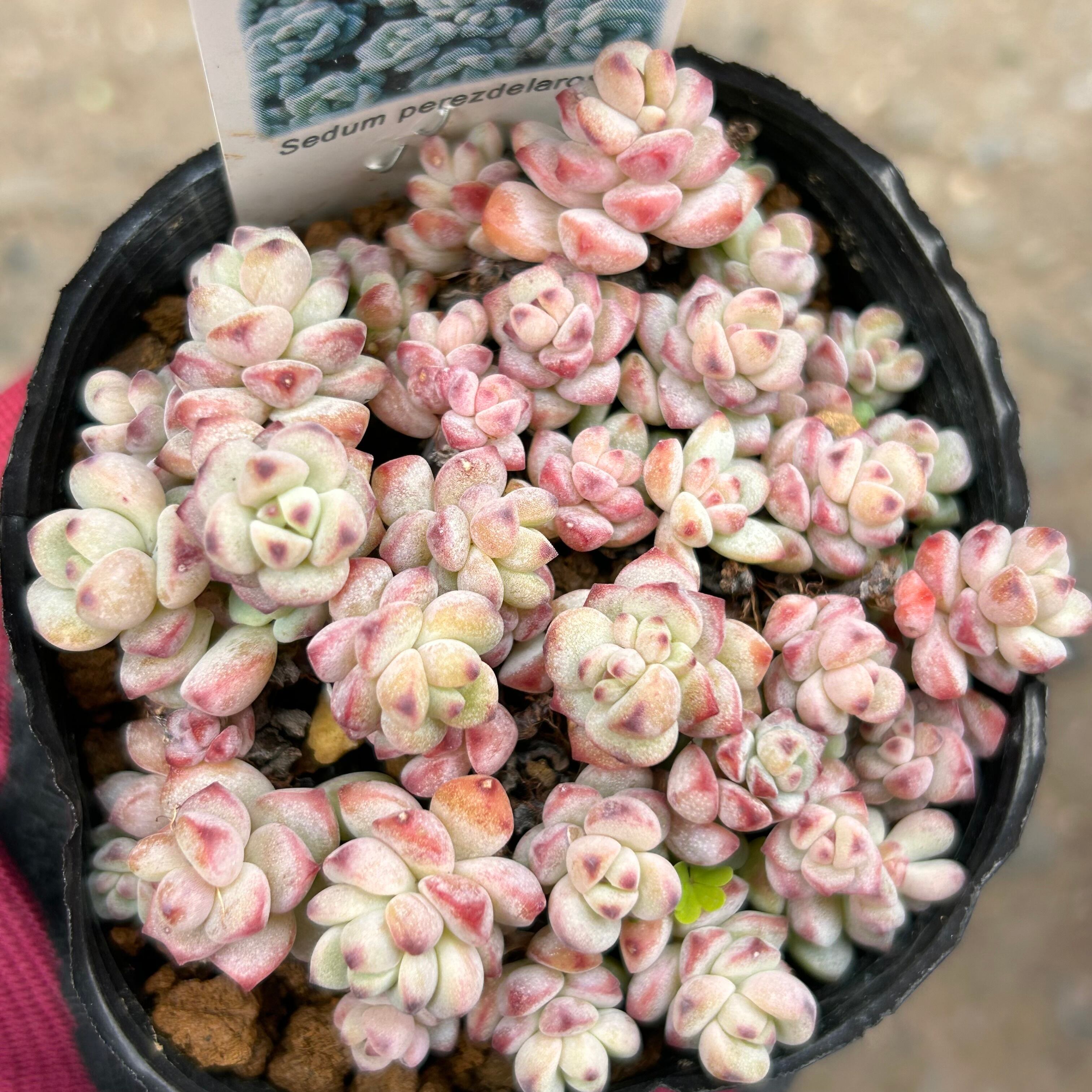 紅葉多肉(3点セット) | RuPo 多肉植物専門店