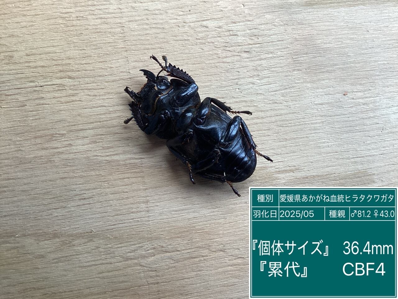 あかがね02 80mmUp 48mmUP ペア 本土ヒラタ 国産ヒラタクワガタ あかが 
