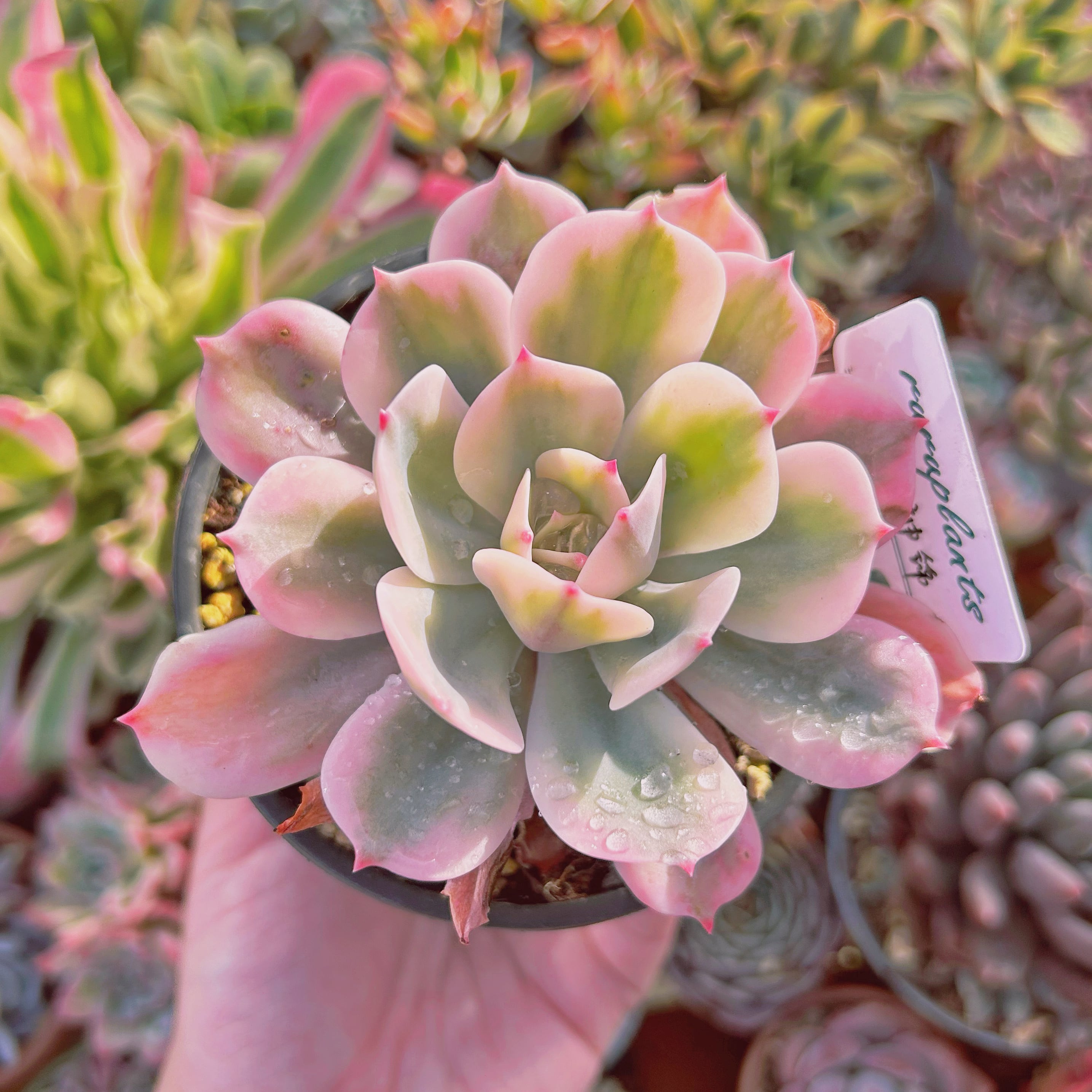 現物　多肉植物　七福神錦　特大　抜き苗