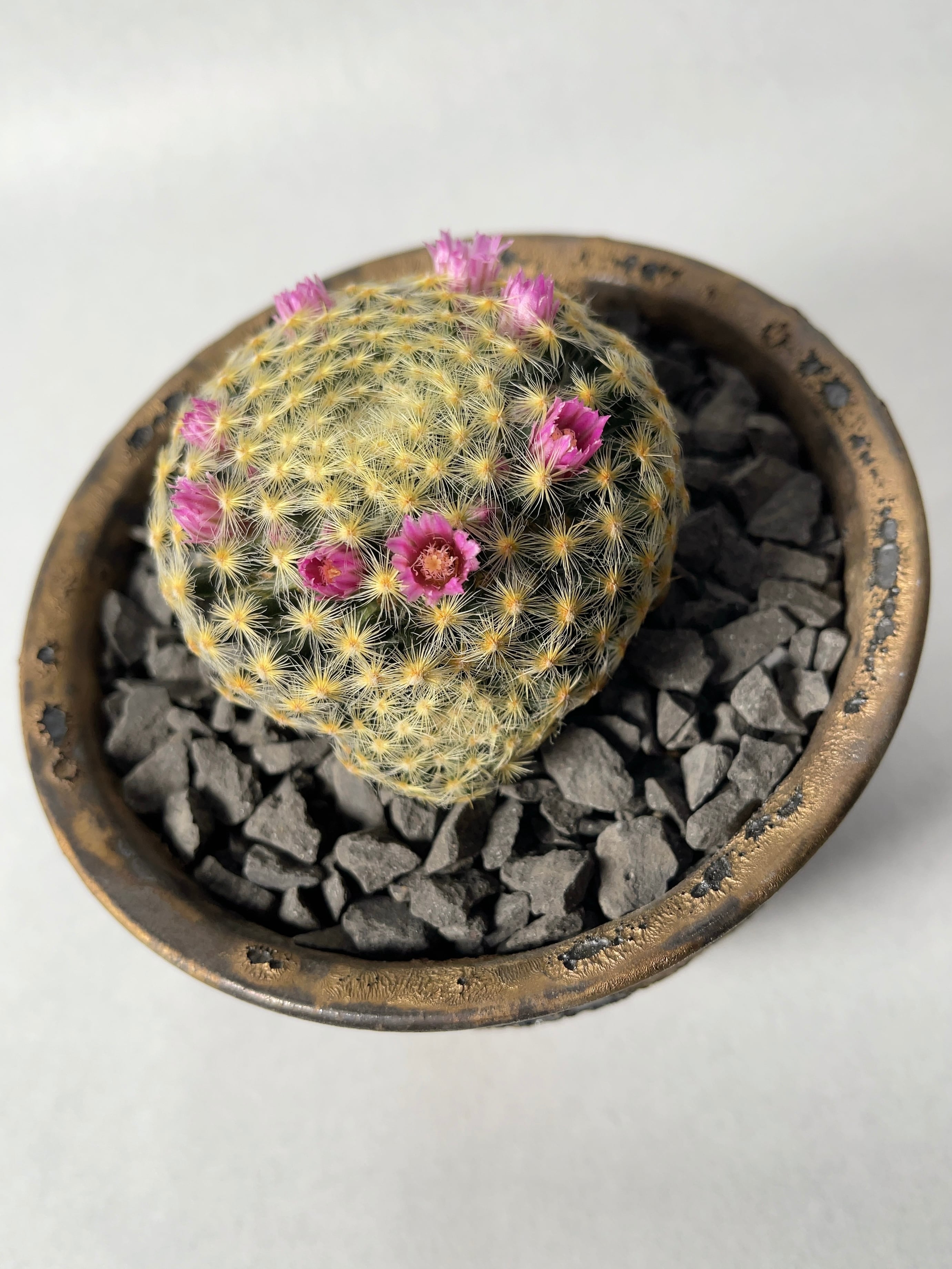 マミラリア・赤花明星 | trigger