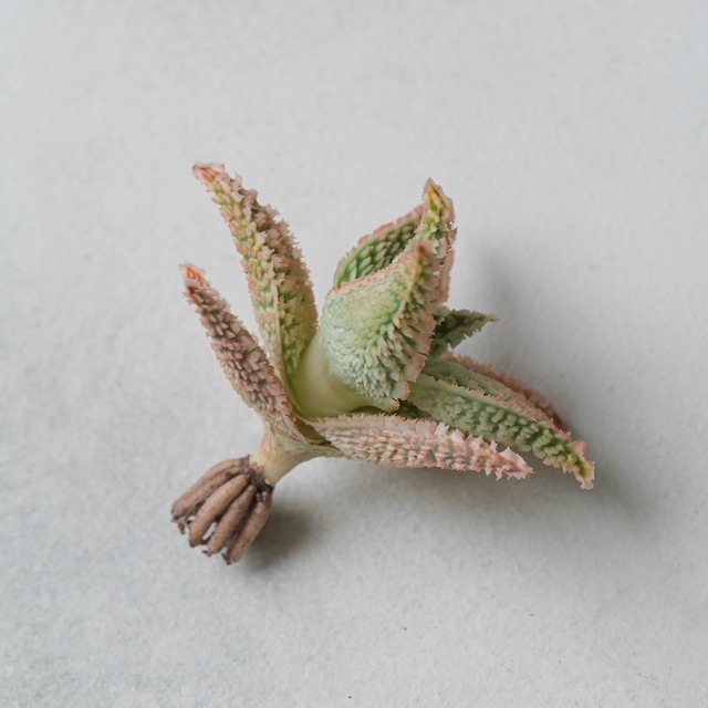 アロエ ハイブリッド -Aloe hybrid- No.603