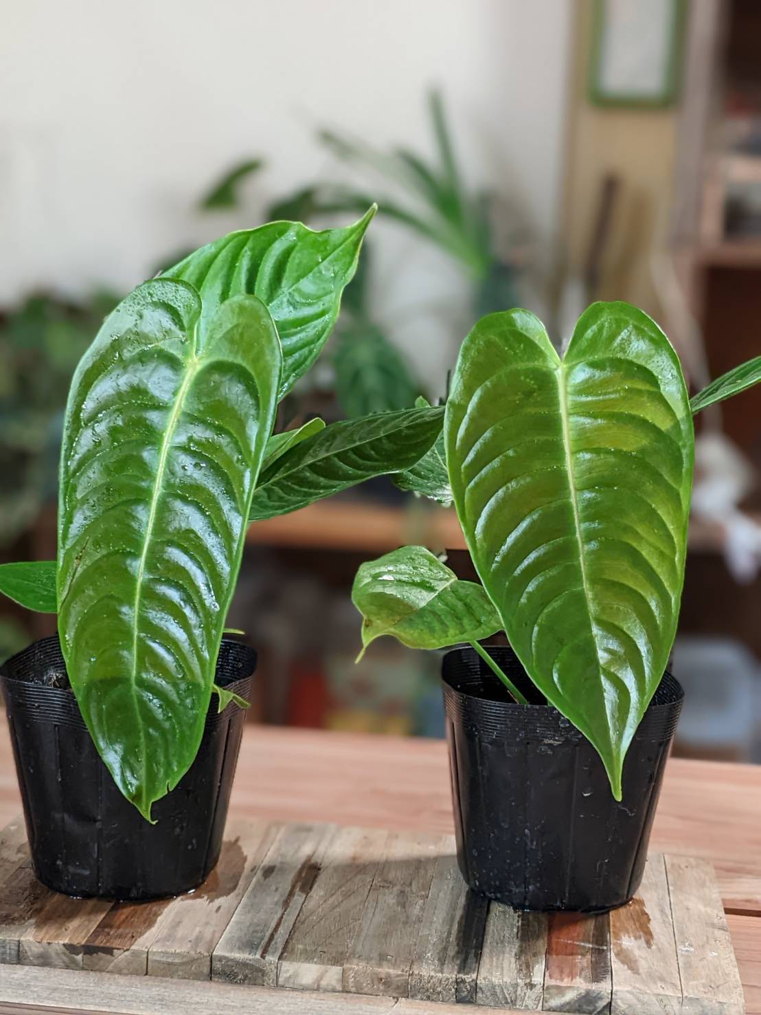 P. Willinckii cv. Sailor Mercury (OC) 【artPLANTs/PLANTS GARAGE