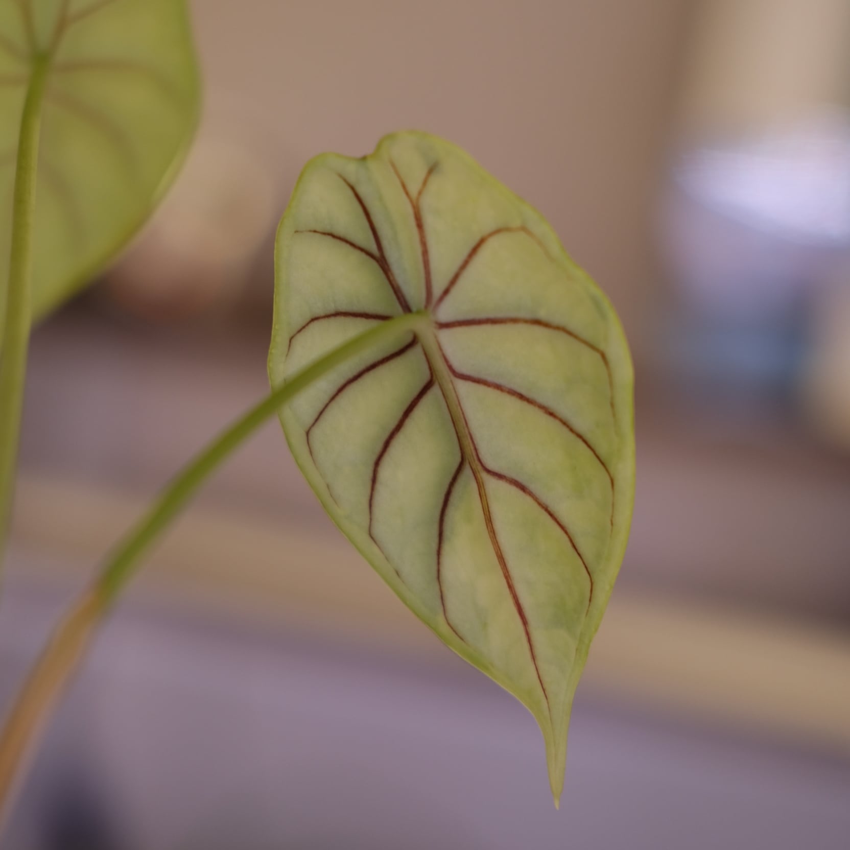 その他観葉植物 Alocasia Dragon Scale Variegated Alocasia dragon scale varigated⑤│アロカシア ドラゴンスケール 斑