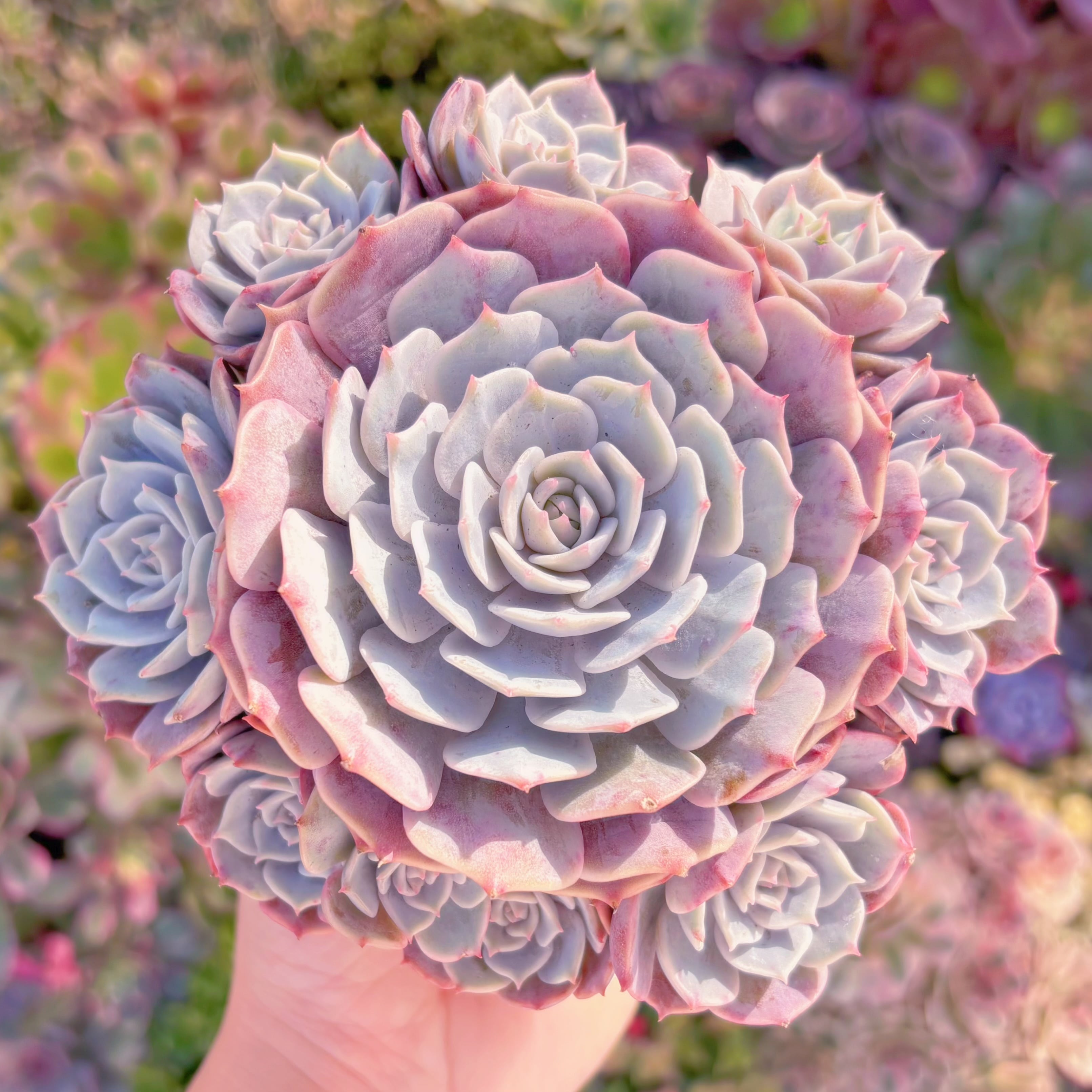 現品　ローラ#C22　新入荷　るる農園