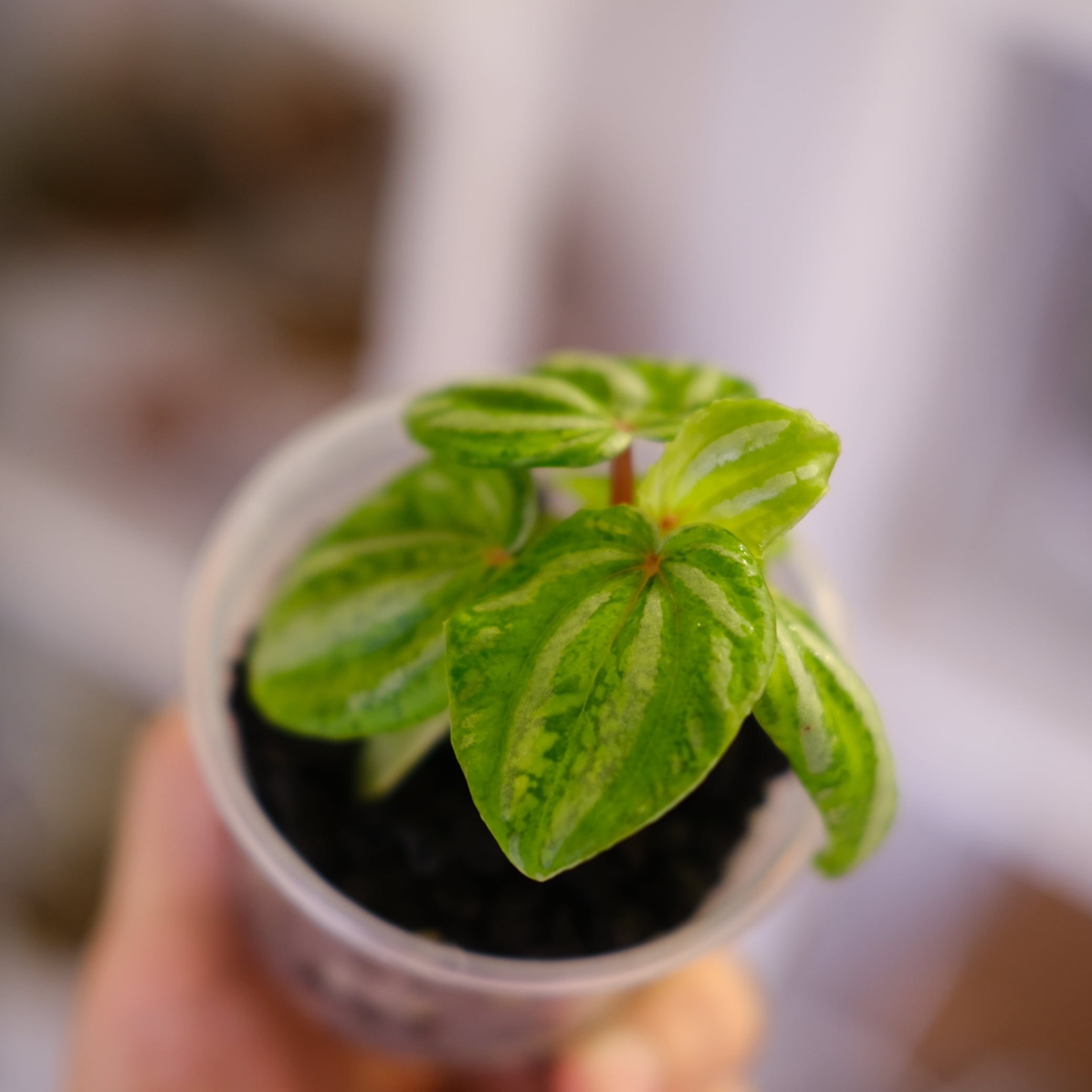 Peperomia argyreia variegated｜極斑入り スイカペペロニア│観葉植物