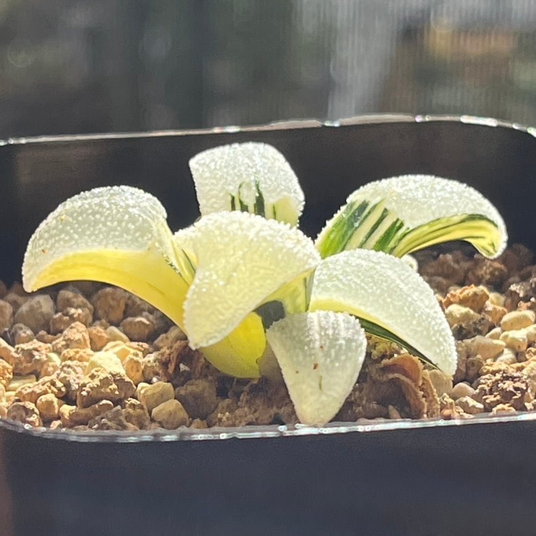 ハオルチア 白銀鉄道錦 | mocono_plants