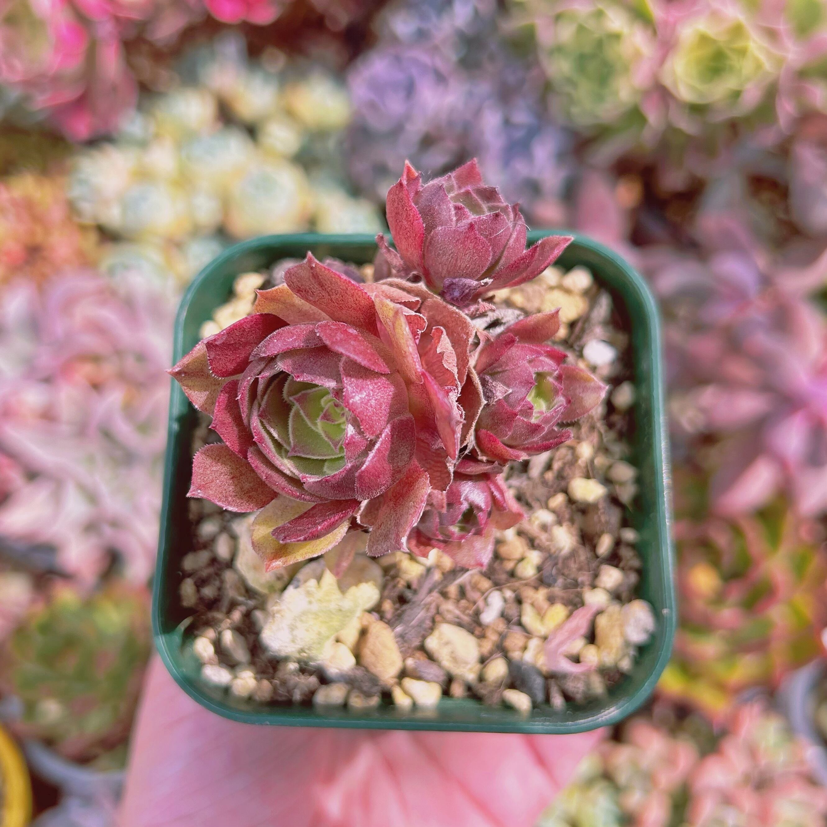 #654現物　多肉植物　ハロウィン　抜き苗