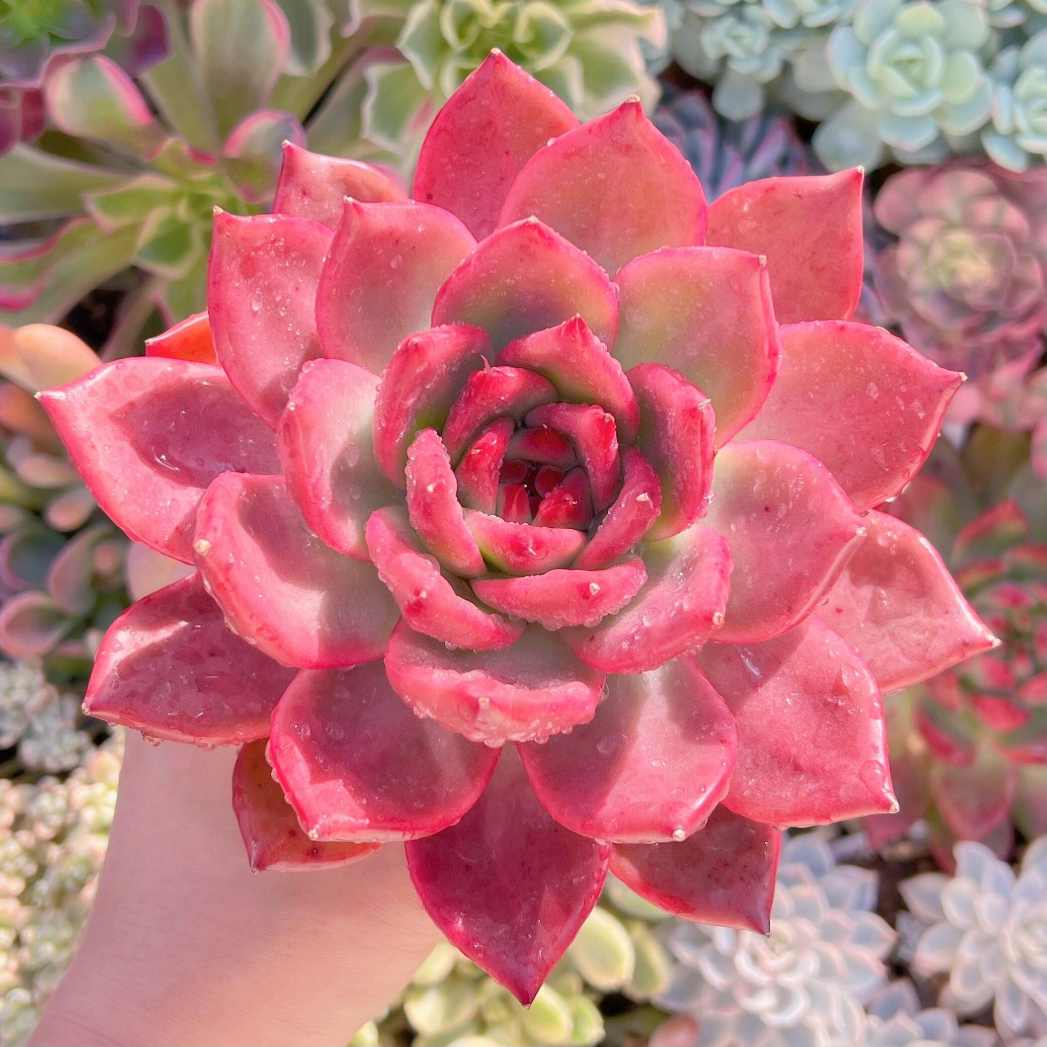 現品　アメストロー#238   特大苗15cm   るる農園