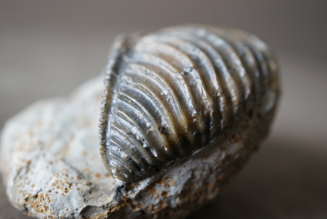 ドイツ産トリゴニア化石 Trigonia interlaevigata 1953