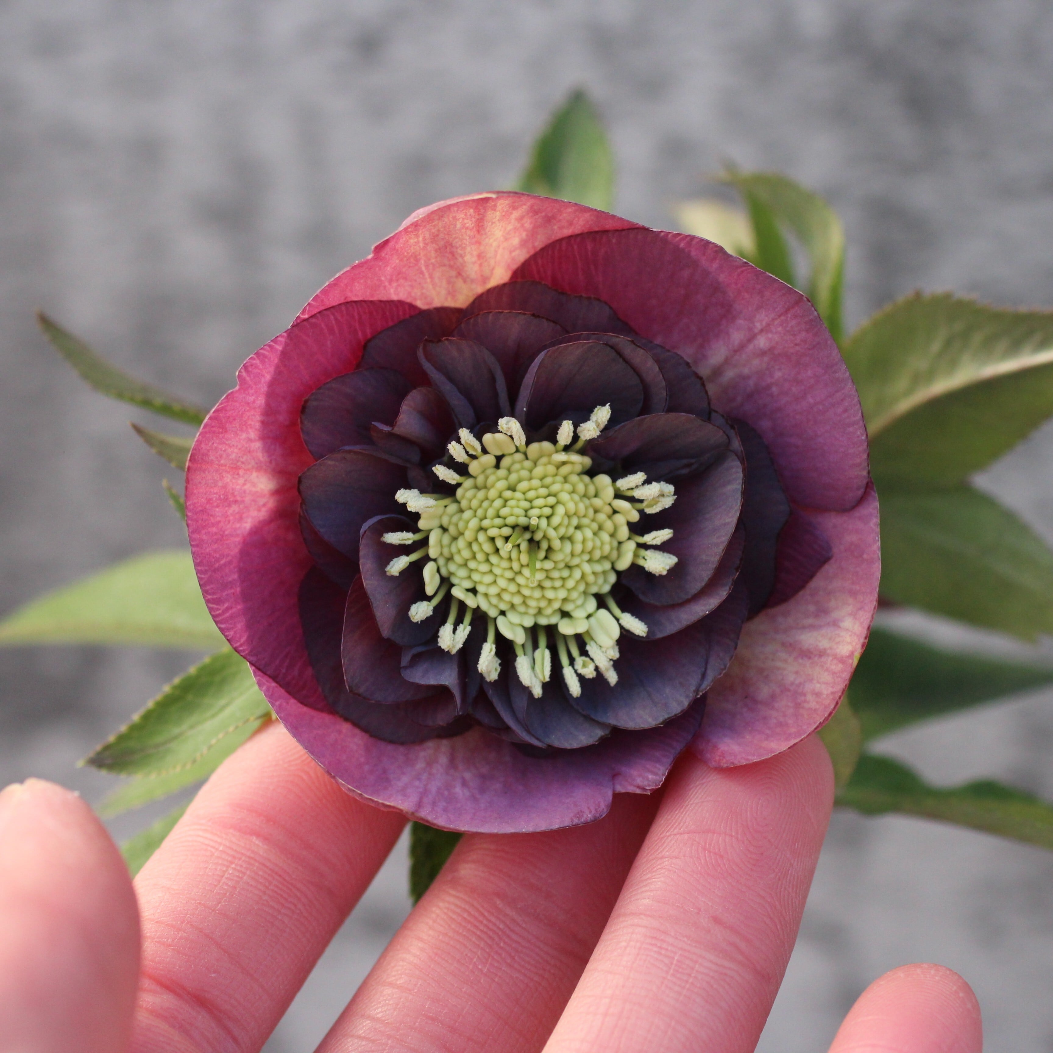 クリスマスローズ | CoppiceGARDEN（コピスガーデン）