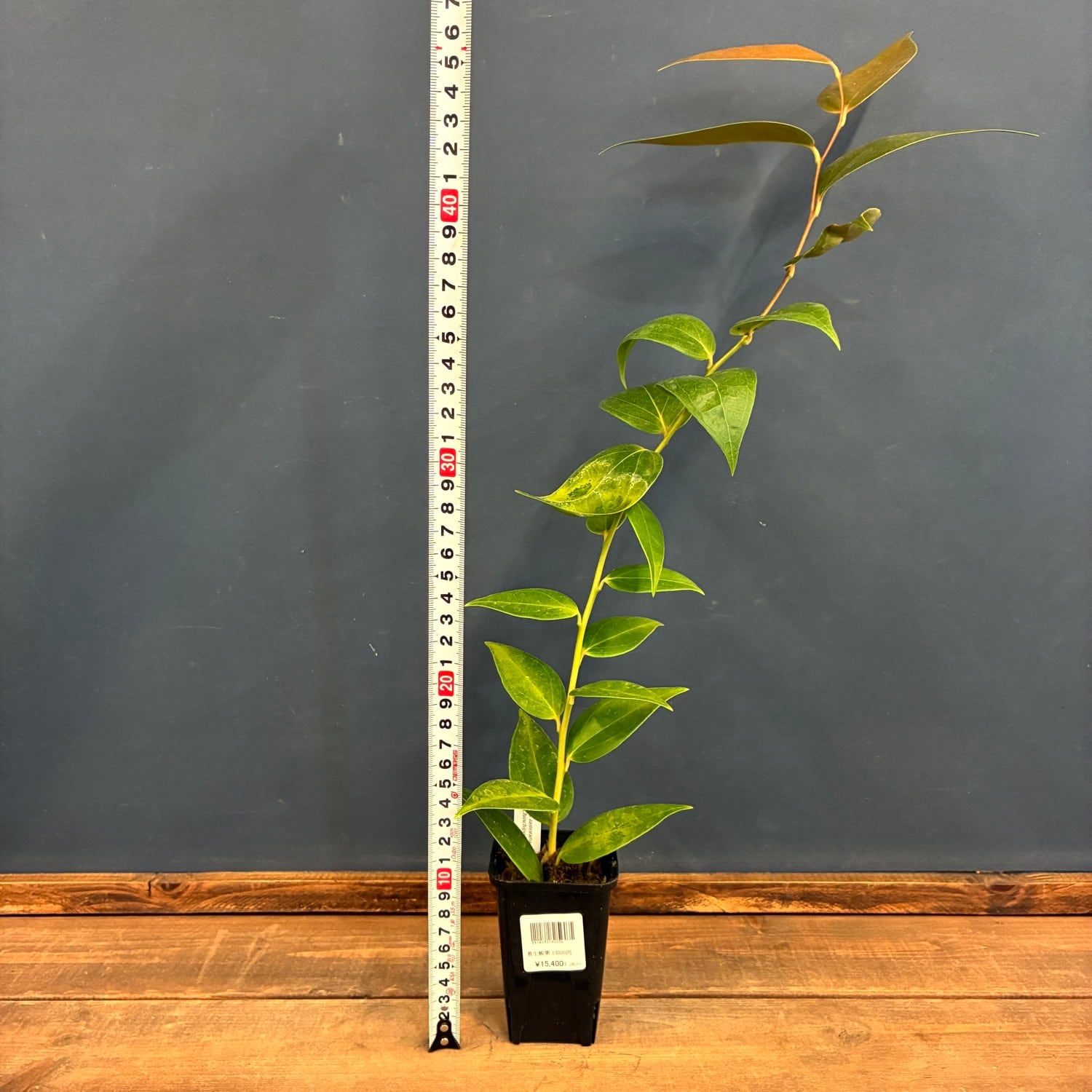 1万円以上10%OFFクーポン対象】【伊藤蟻】セラトステマ zamorana【1110