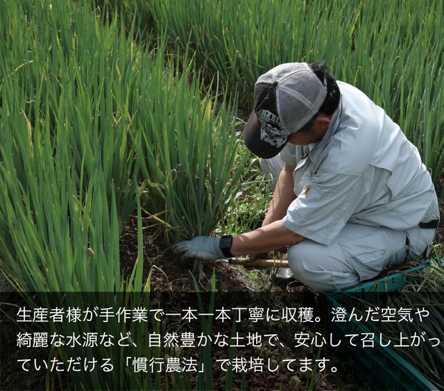 業務用原体ネギ 10キロ 国産【140サイズ】