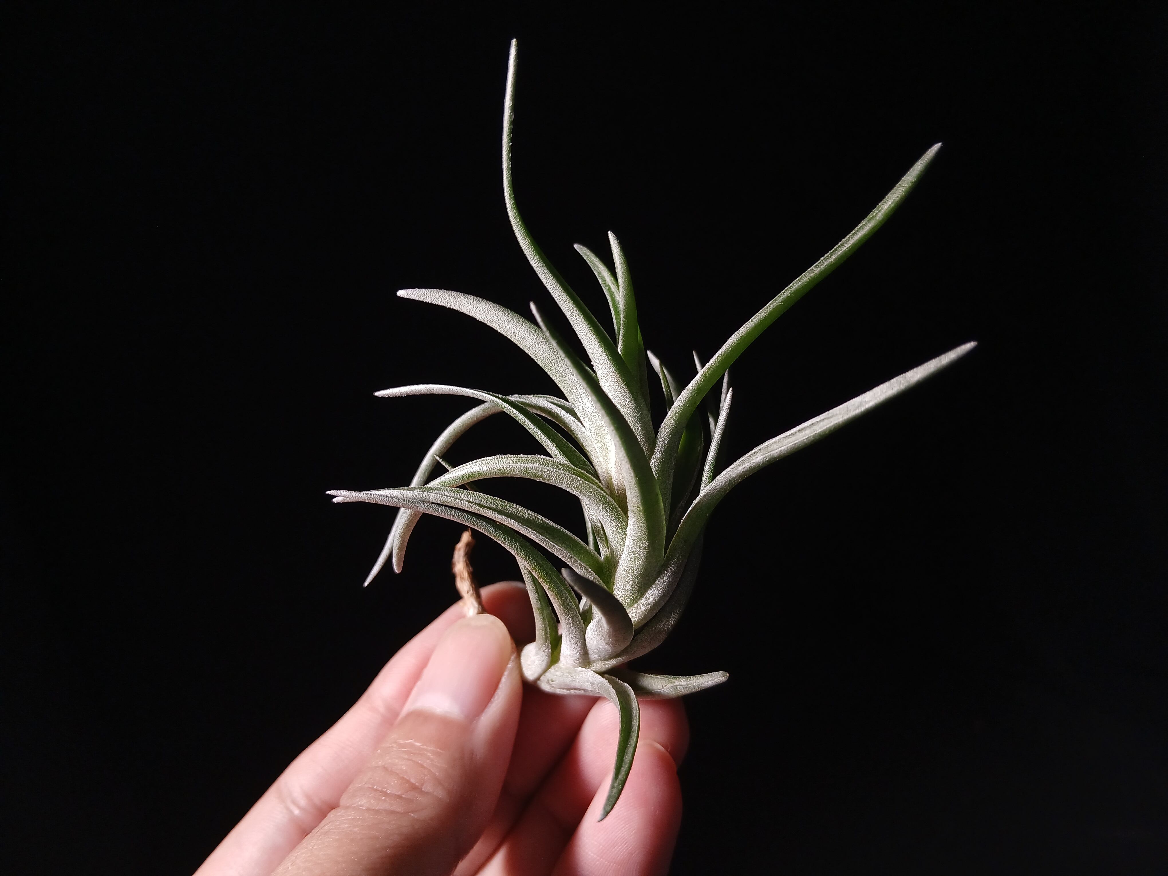 Tillandsia neglecta 'Silver Clone' Brazilian Wild Clone 2023 T'S