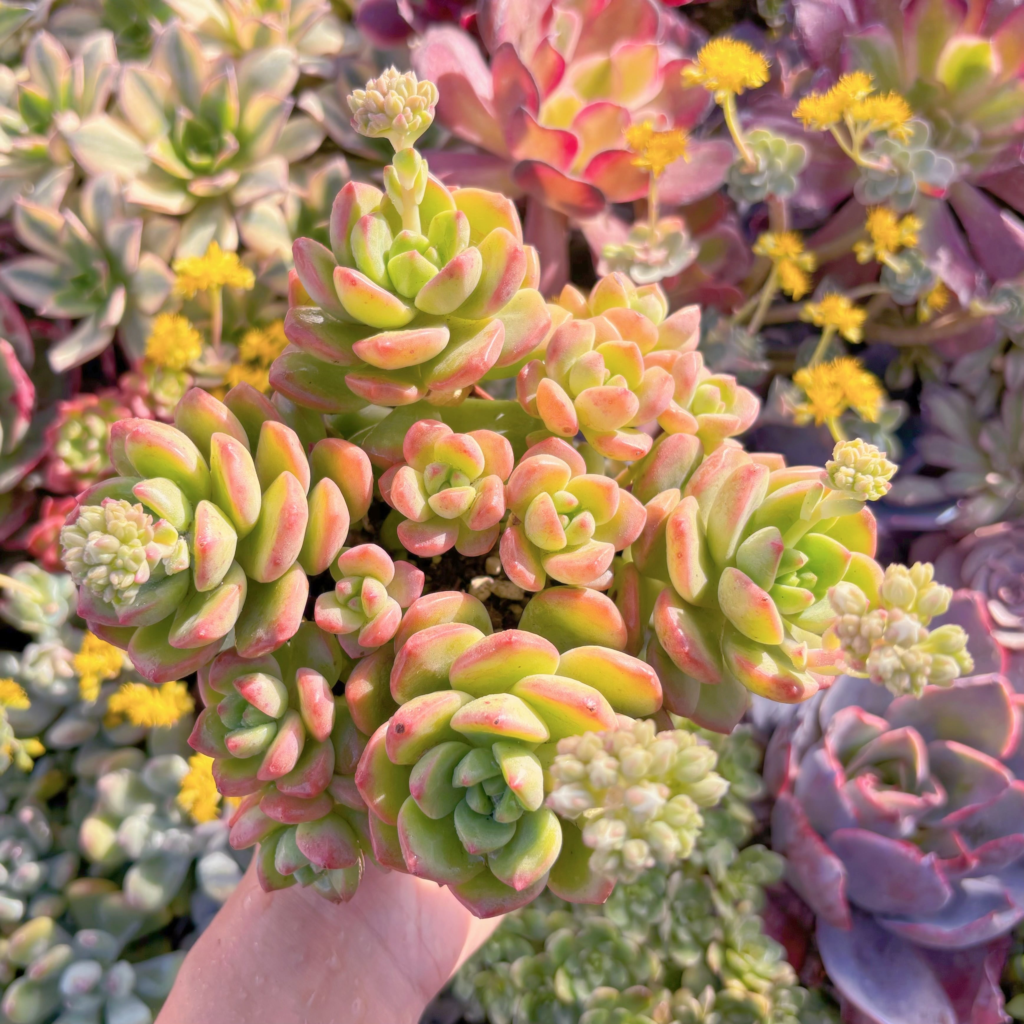 現品　サンシャインローズ#M300   大群生　新入荷　るる農園