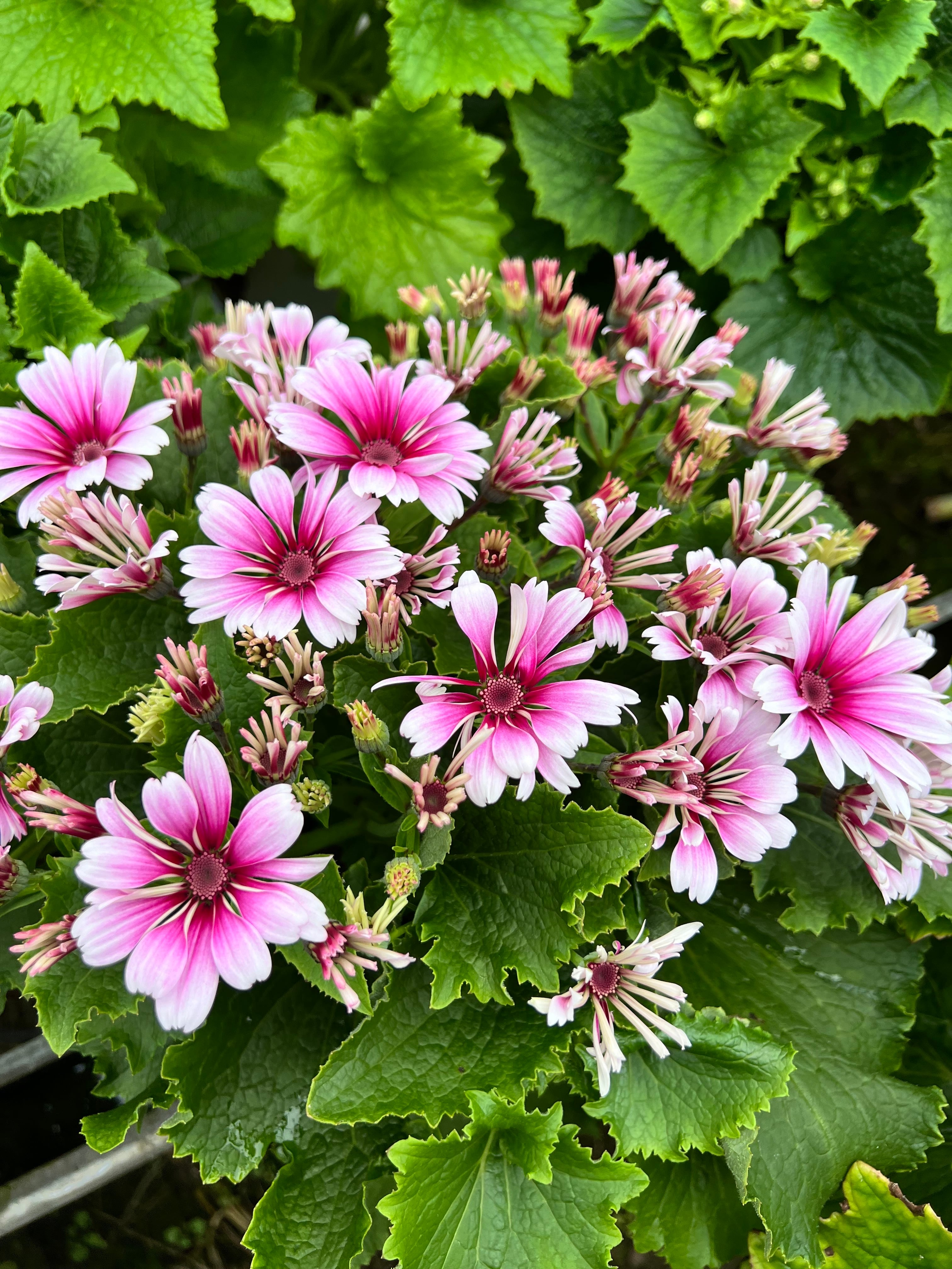 サイネリア「ティア・クィーン」～女王の涙～皿付き