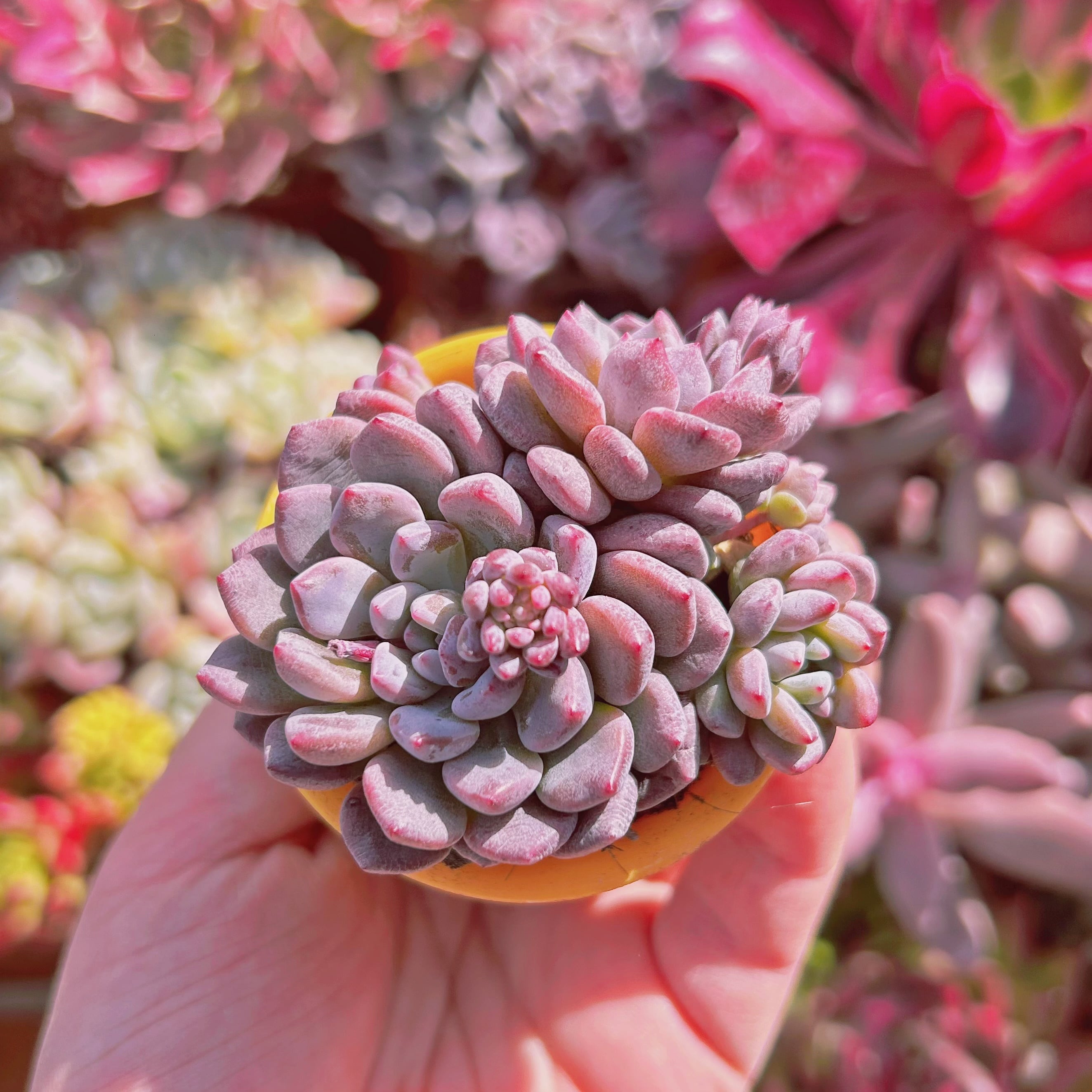 多肉植物　新品種　ブルーグロブローサ　3～5頭