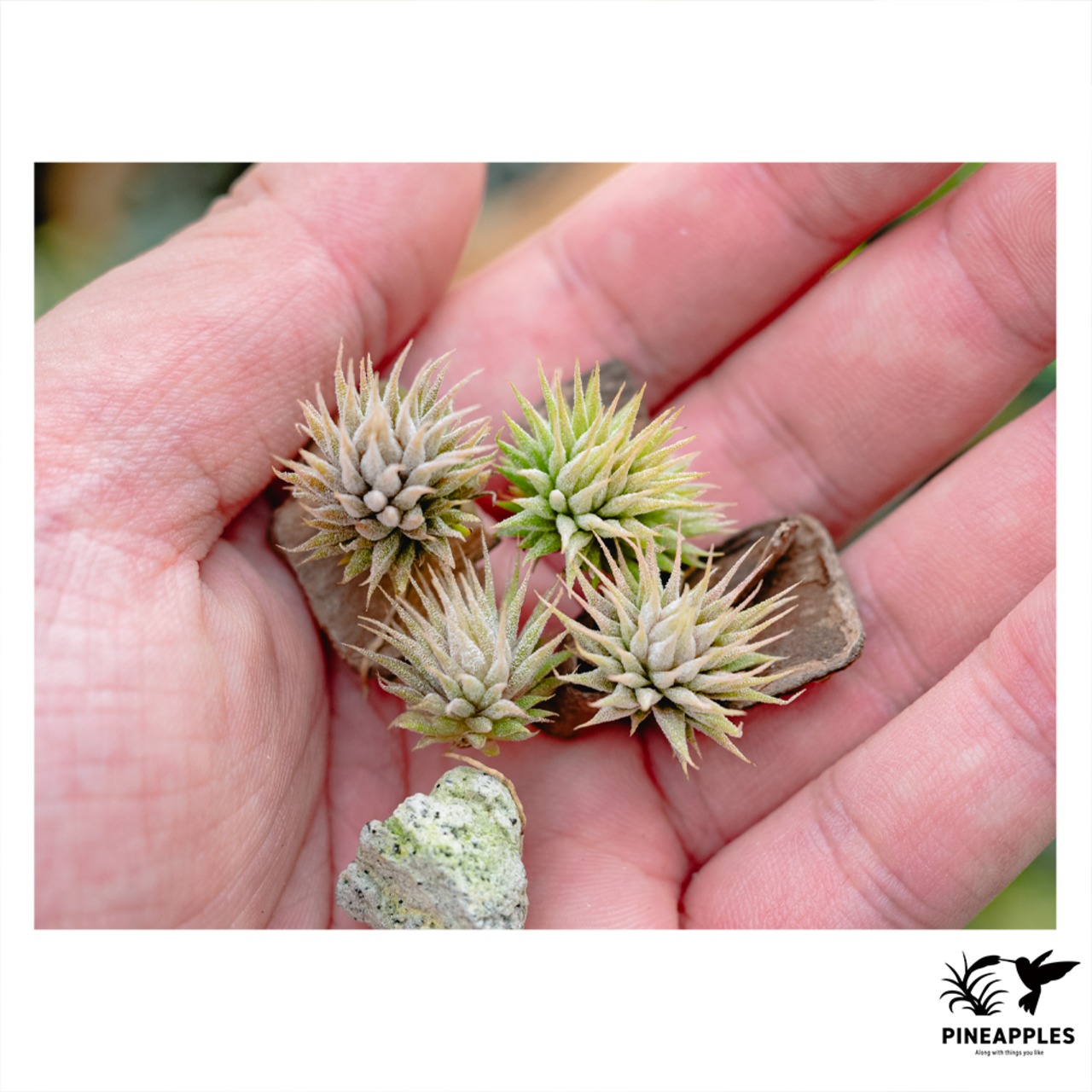 Tillandsia ionantha ’Hazelnut’ 実生 - 1