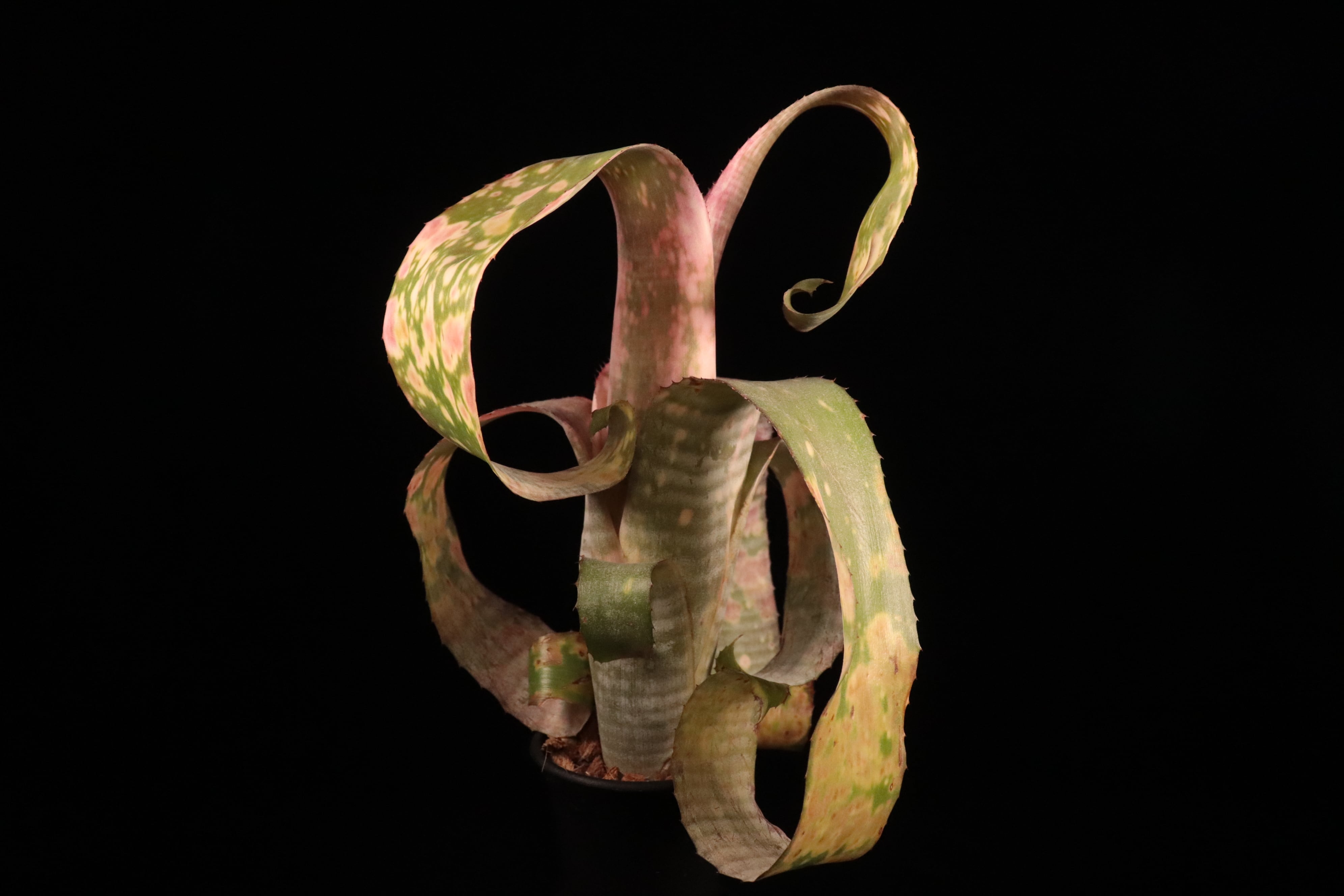 送料無料】Billbergia 'Kolan Pink Curls'〔ビルベルギア〕現品発送