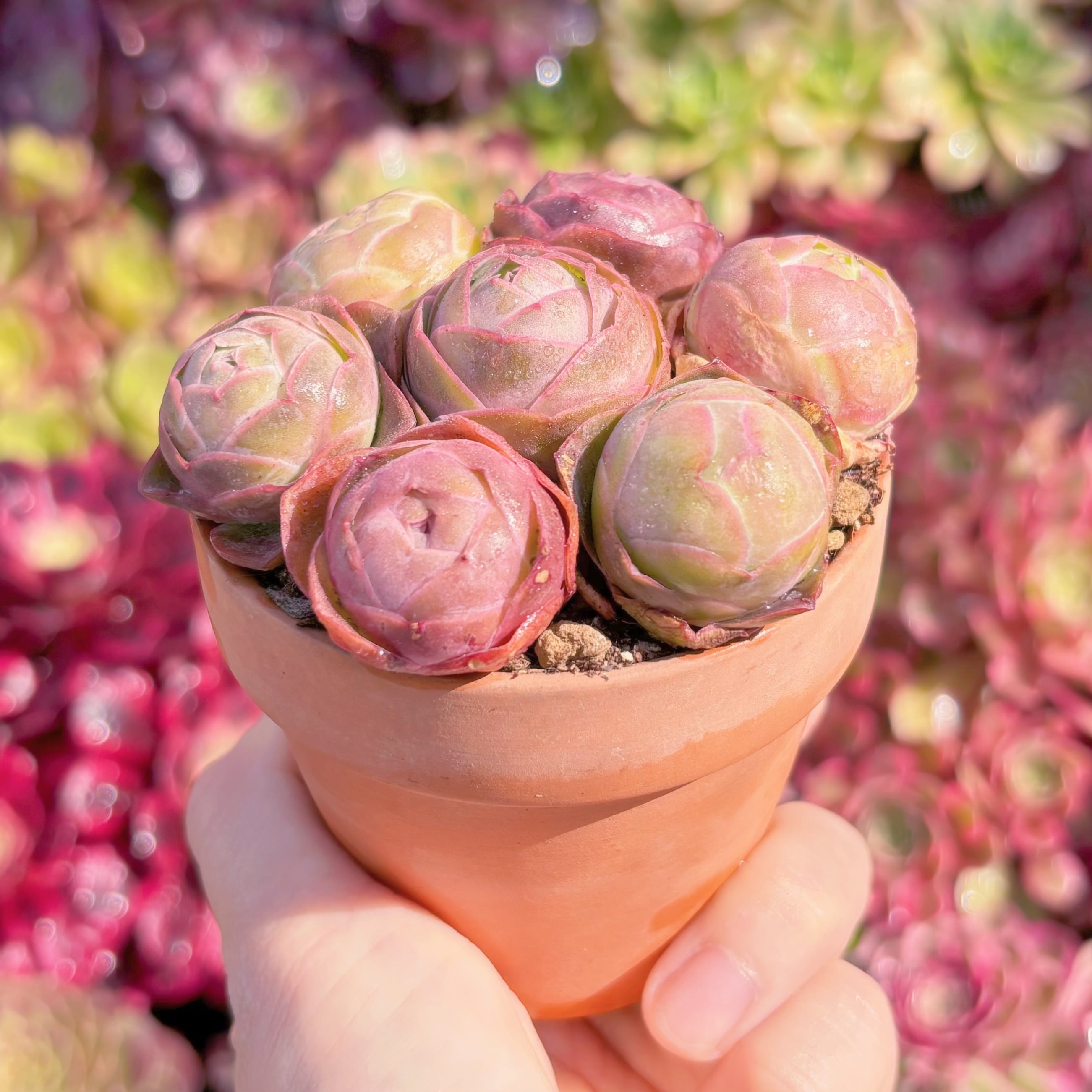 多肉植物 グリーノビア パルマ(7苗) 新入荷 るる農園 | るる農園~多肉
