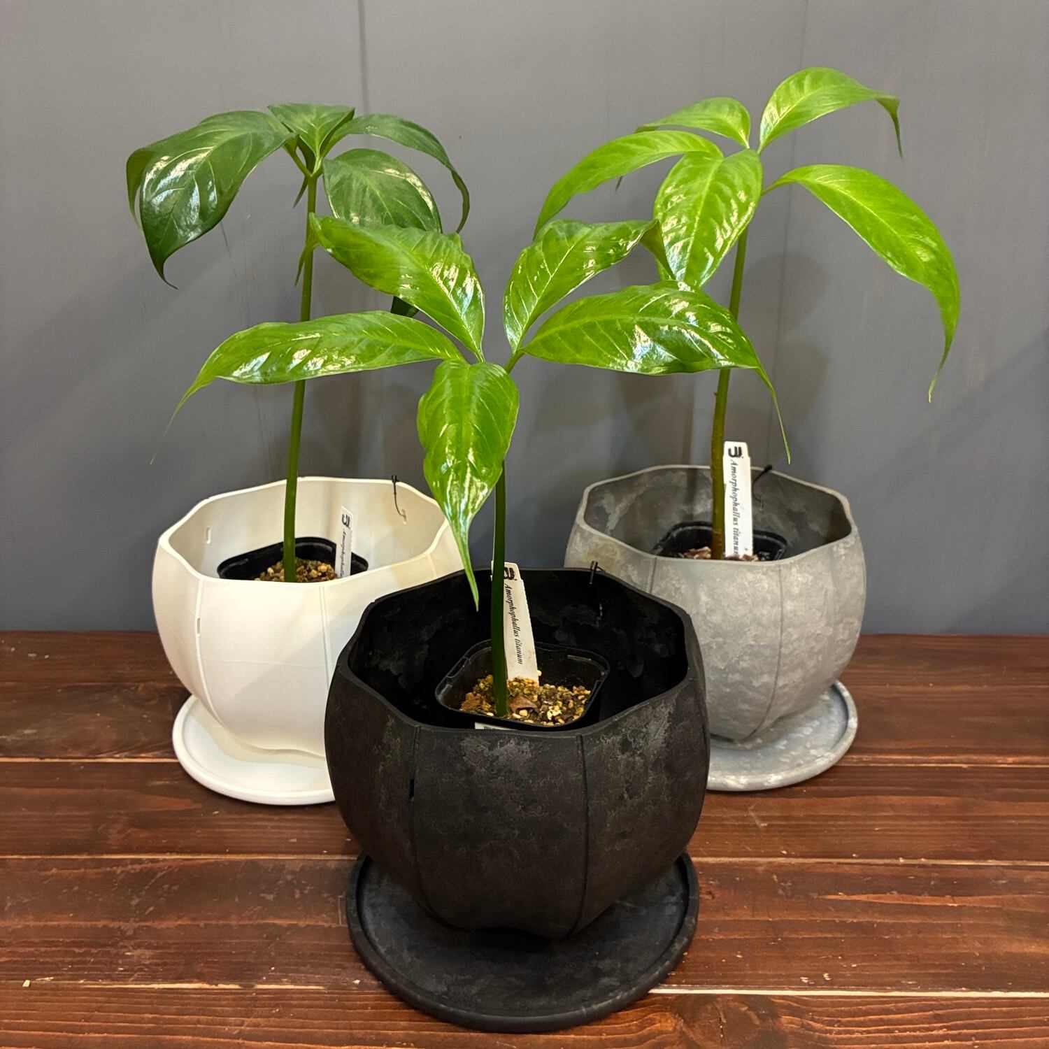 秋の植え替えフェア対象】【セット】ショクダイオウコンニャク