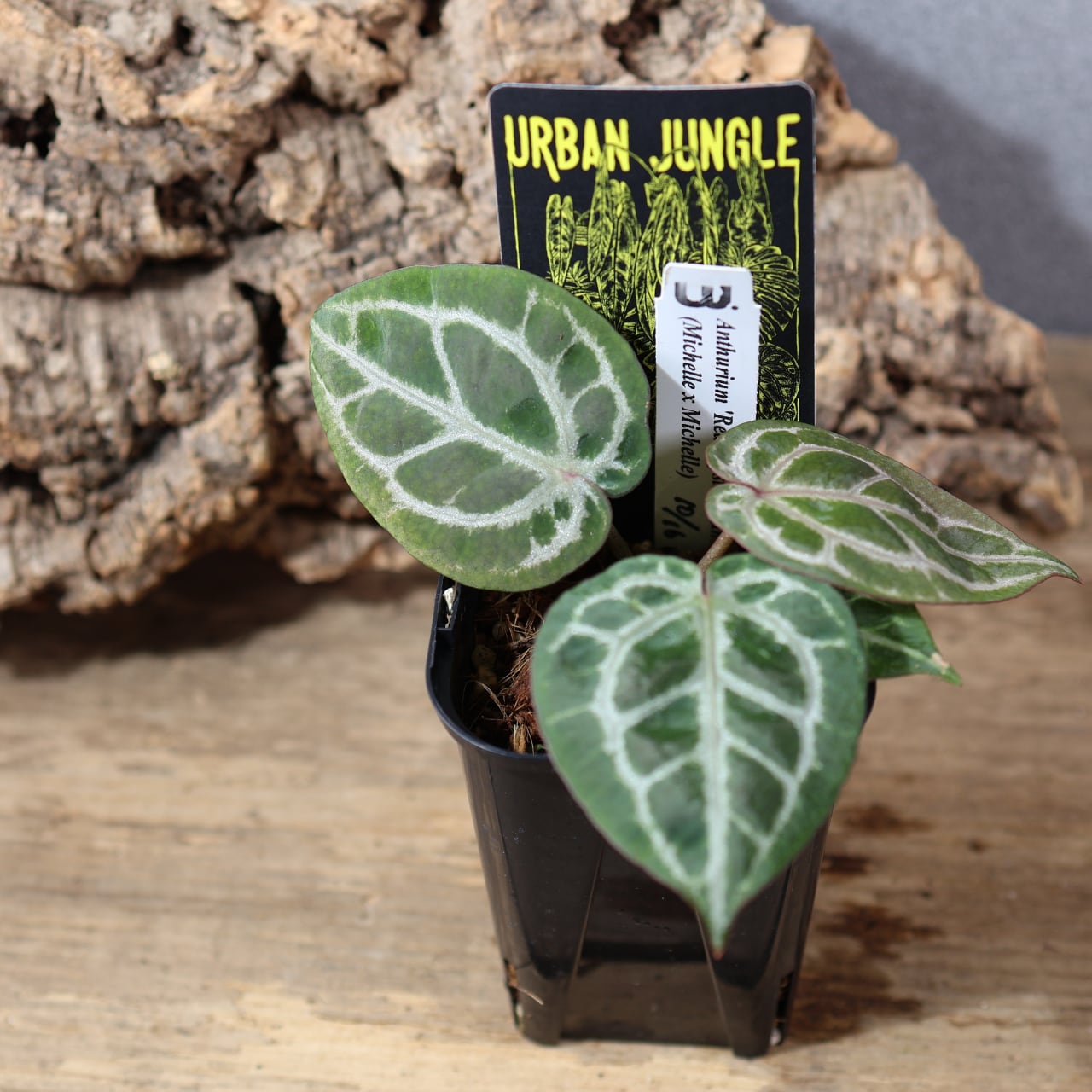 MARX PLANTS | 観葉植物・多肉植物・塊根植物