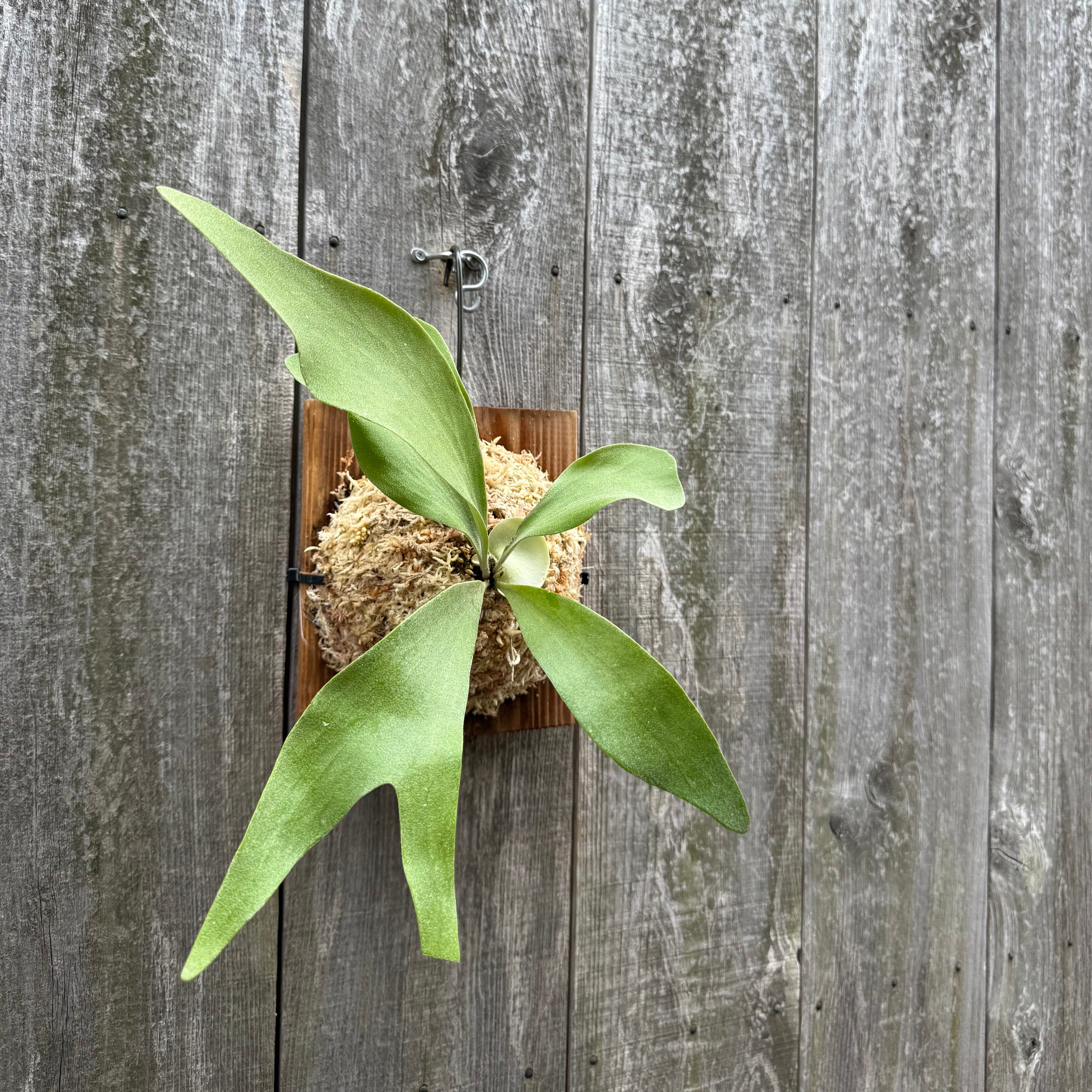 P. Little Finger (pup) | naturefix