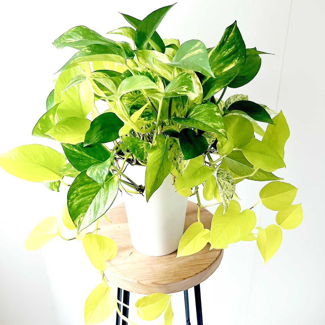 【再入荷】ポトス 3種ミックス コントラストが美しい ハンギング 観葉植物 calm cafe