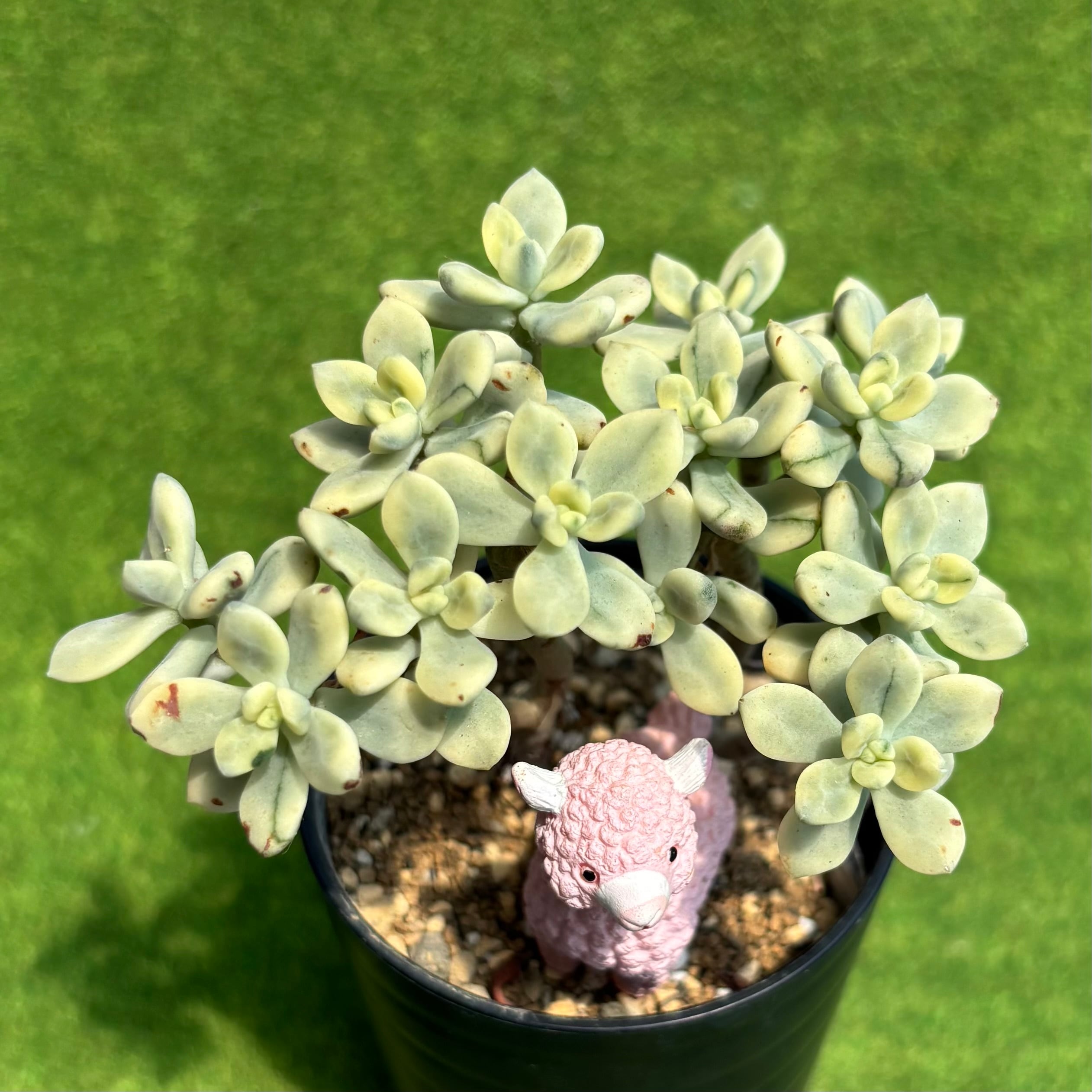 ピーチ姫（ブロンズ姫錦） | 多肉植物 豆彦商店