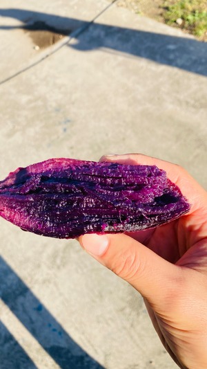 『ふくむらさき』サイズ大～小混合10kg 栽培期間中、農薬・化学肥料不使用