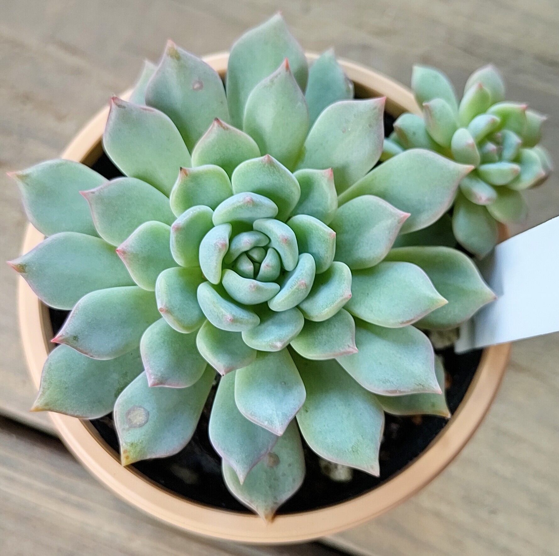 沙羅姫蓮華 | RuPo 多肉植物専門店