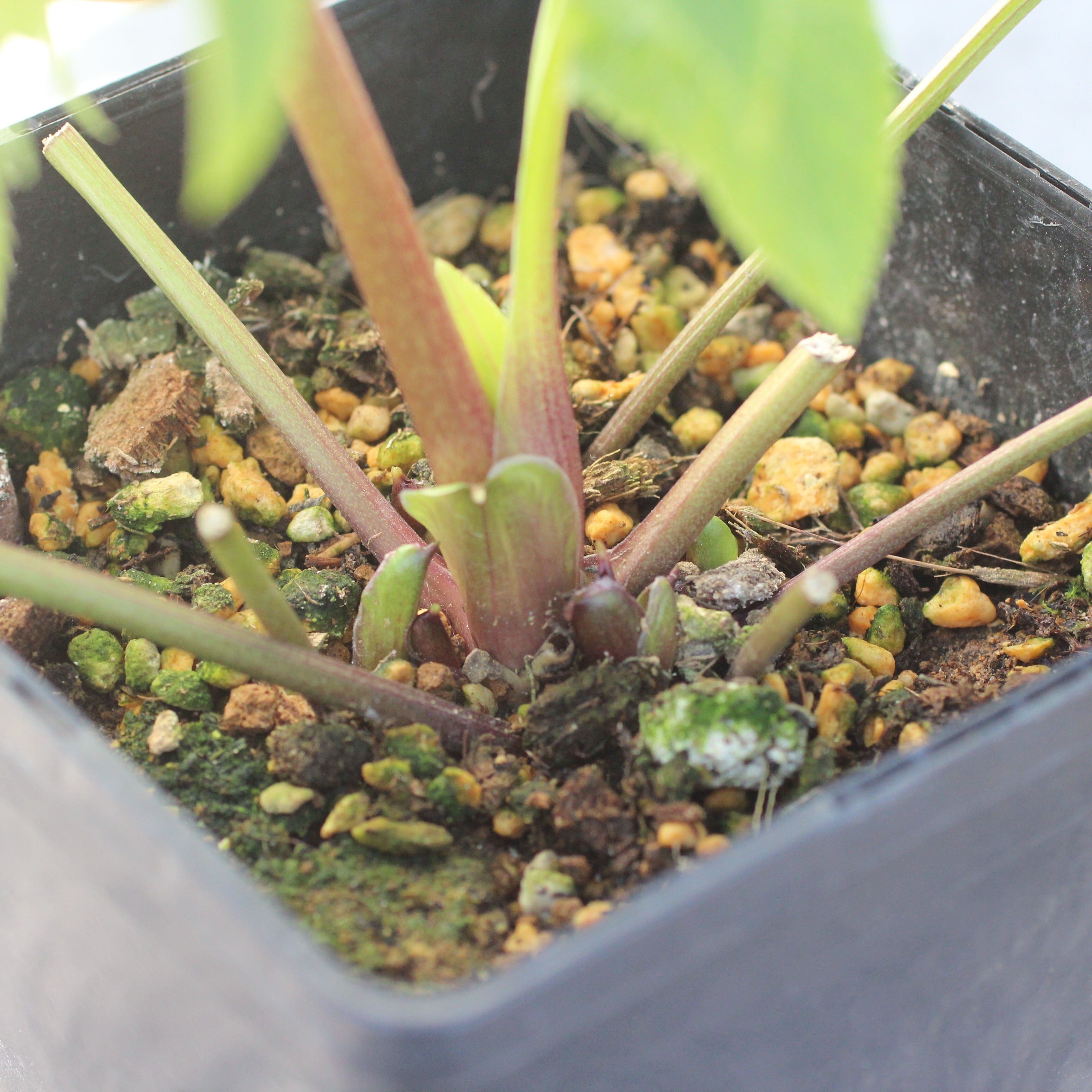 WS26-093 クリスマスローズ ウィンターシンフォニー ライトイエロー