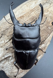 【WD】長歯《アルキデスヒラタ ベンクール産 92mm ペア》