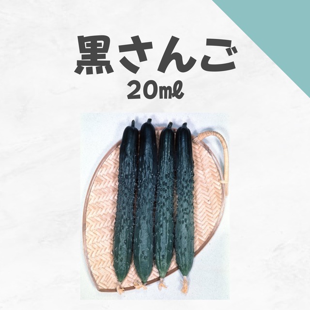 黒さんご　キュウリ種子・20ml