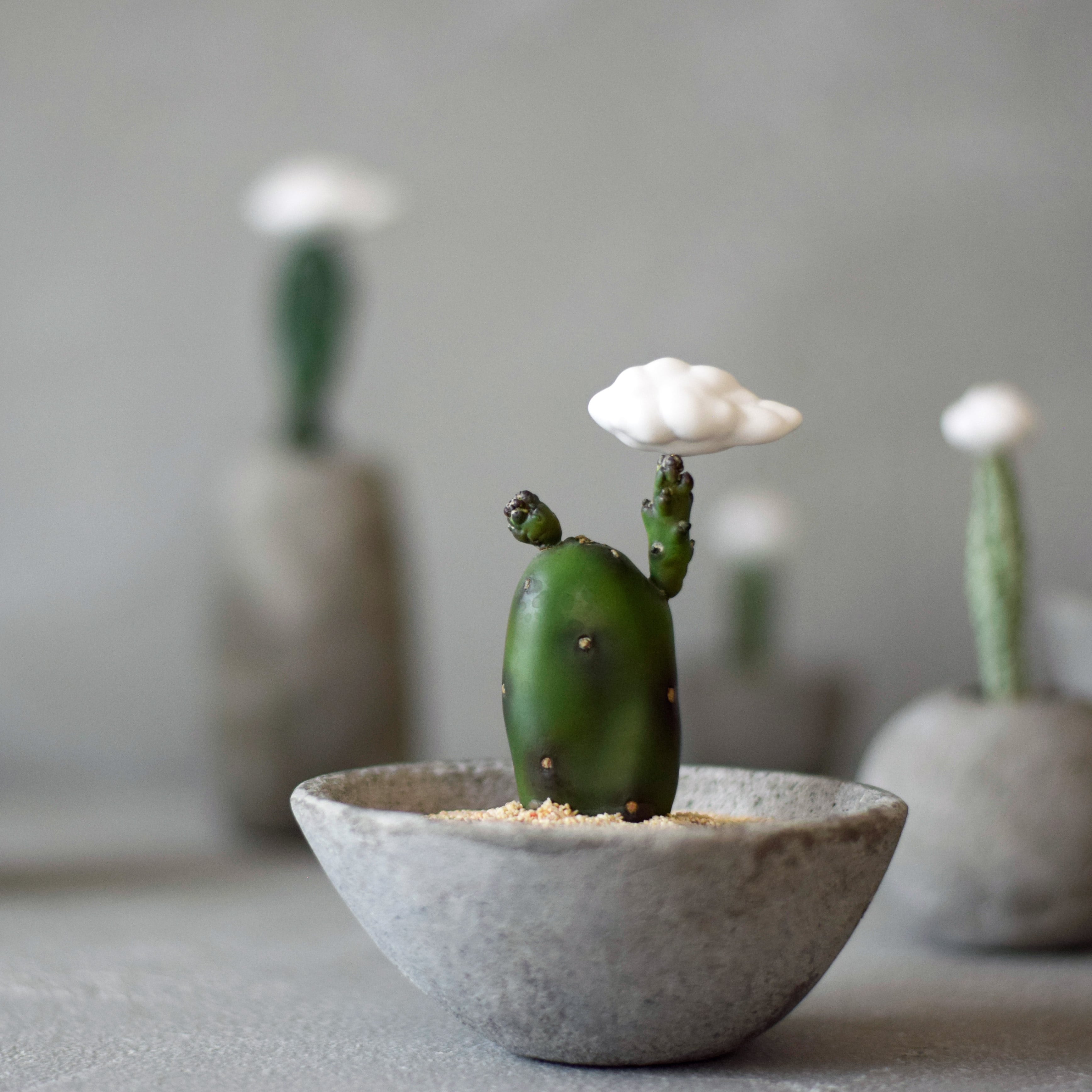 小さな雲の接木サボテン | Sabotensi