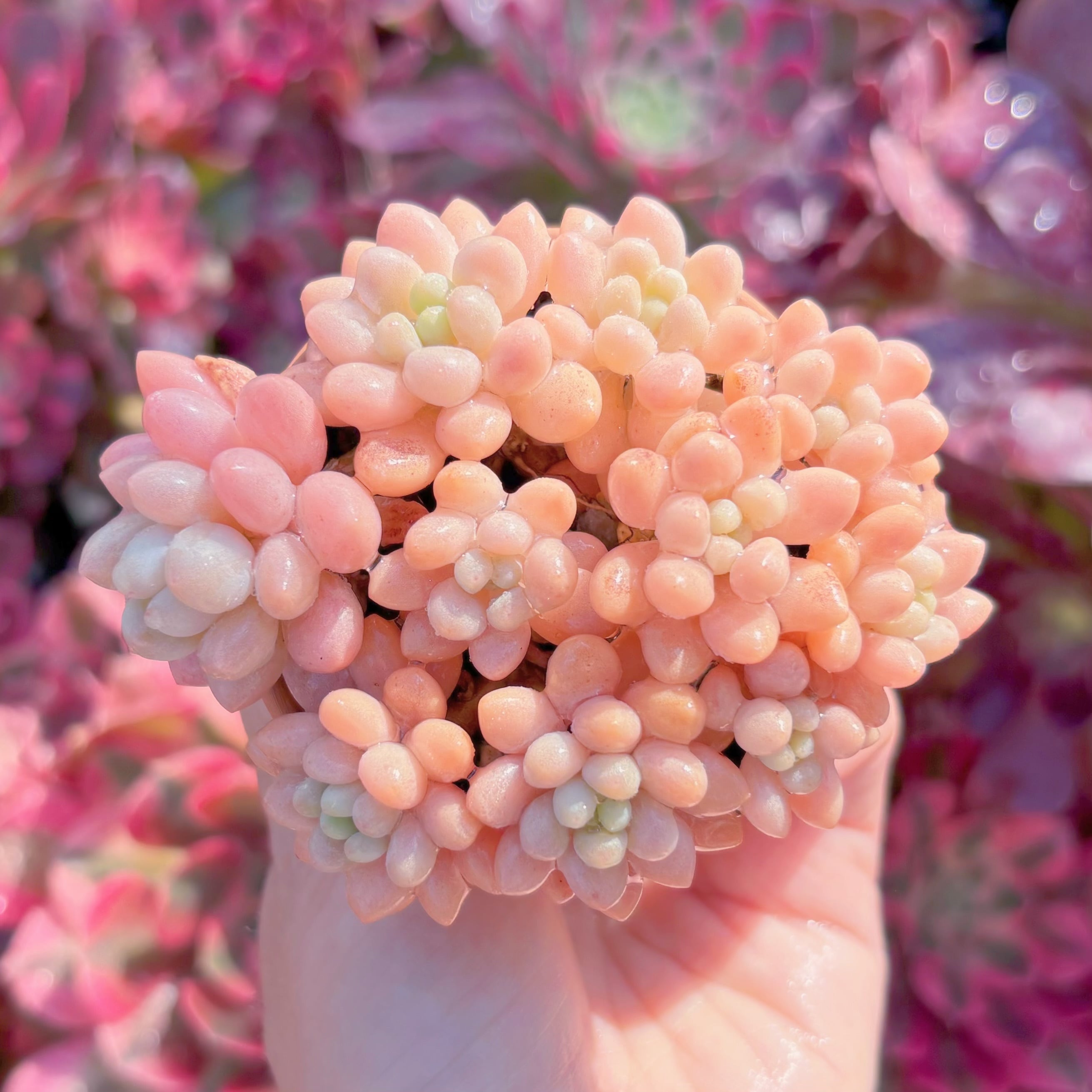 現品　キャビア#K123　るる農園