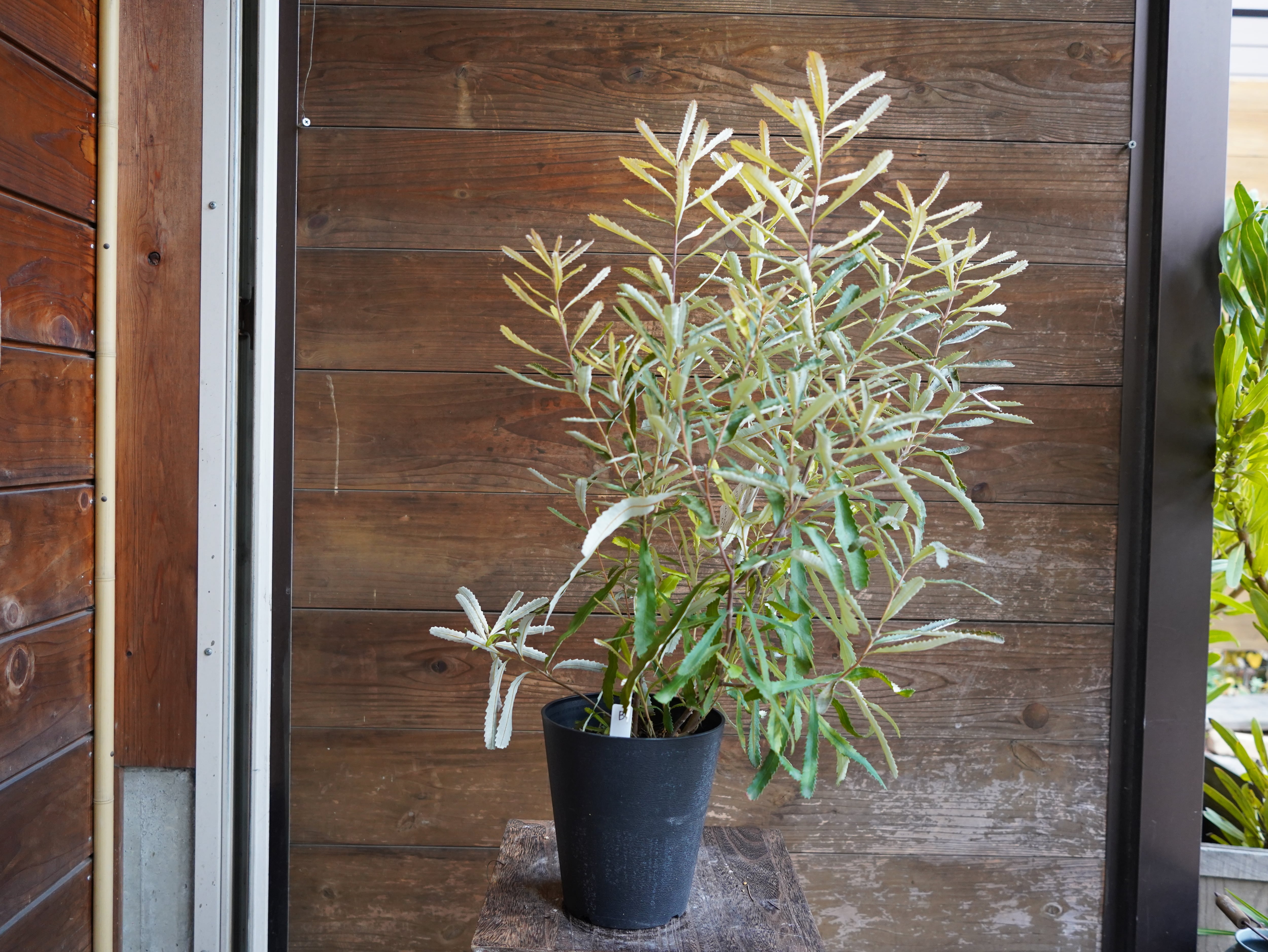 【現物】バンクシア　”オブロンギフォリア”　B