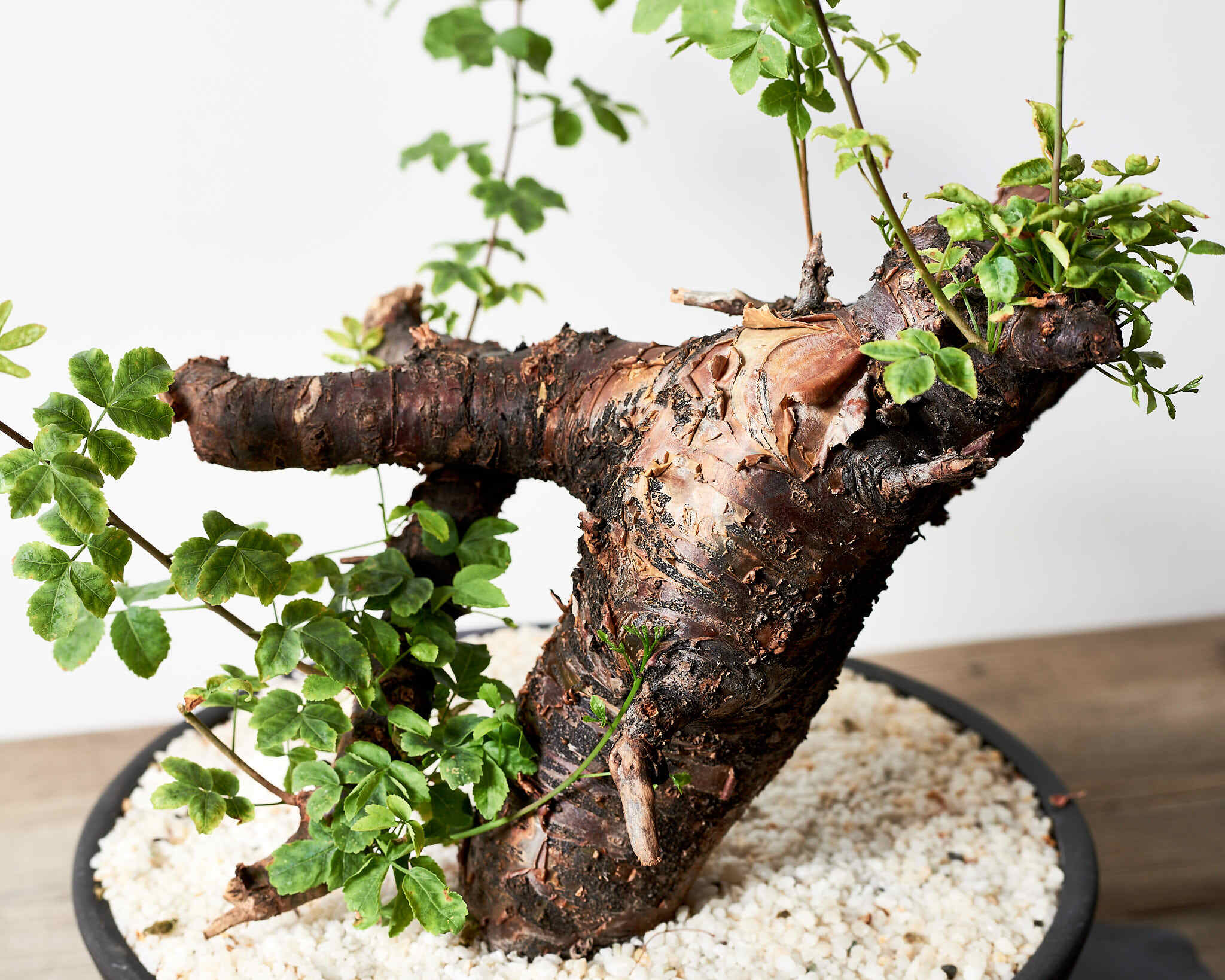 コミフォラボラネンシス1 commiphoraboranensis挿木 発根済 コミフォラボラネンシス1 commiphoraboranensis挿木 発根済