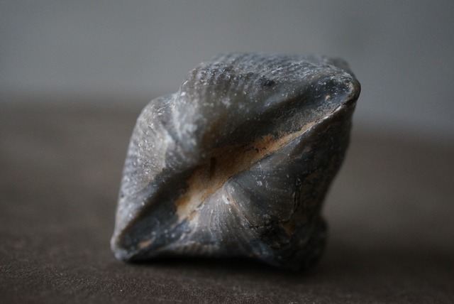 モロッコ産腕足類化石　Spinocyrtia elburzensis 1110