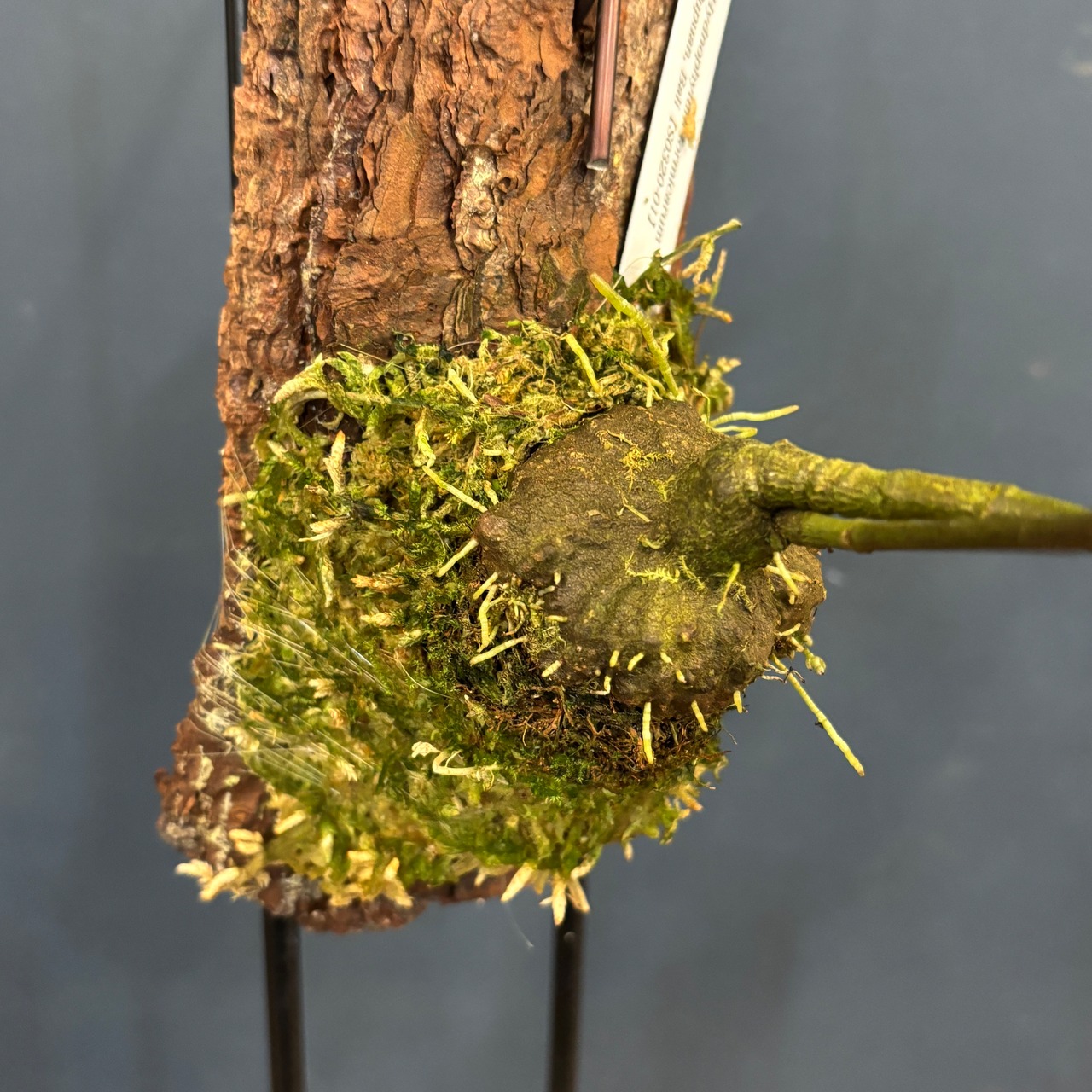 Hydnophytum formicarum formicarum Pupuan, Bali【1021】