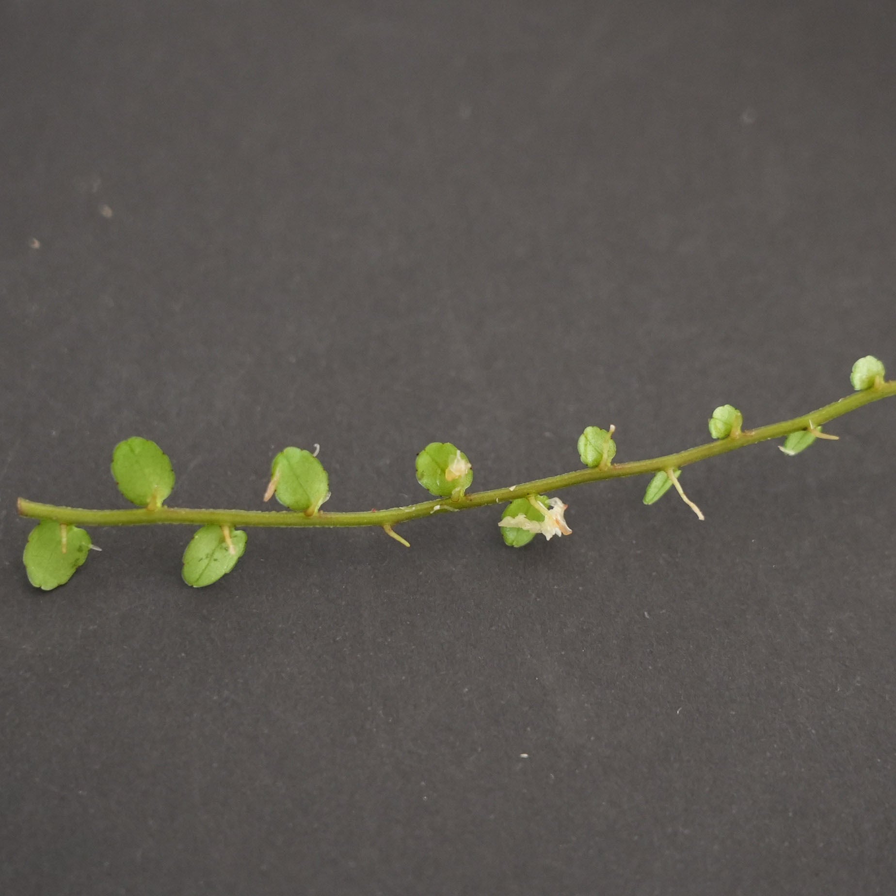 Green Lab. #02 ［ カルストクライマー ］ | AQUA DESIGN AMANO