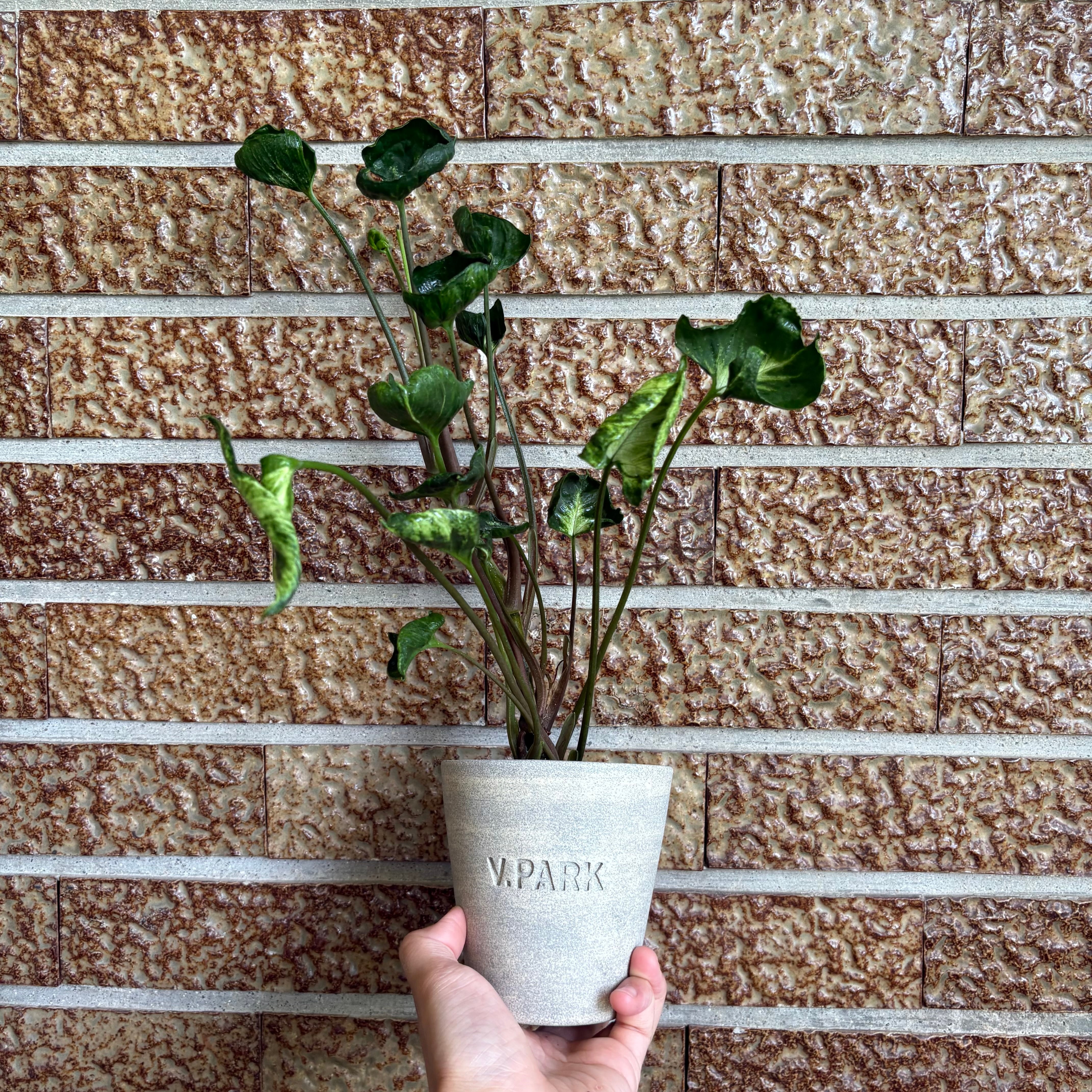 シンゴニウム シュリンクハート オリジナル信楽焼鉢 観葉植物 3号