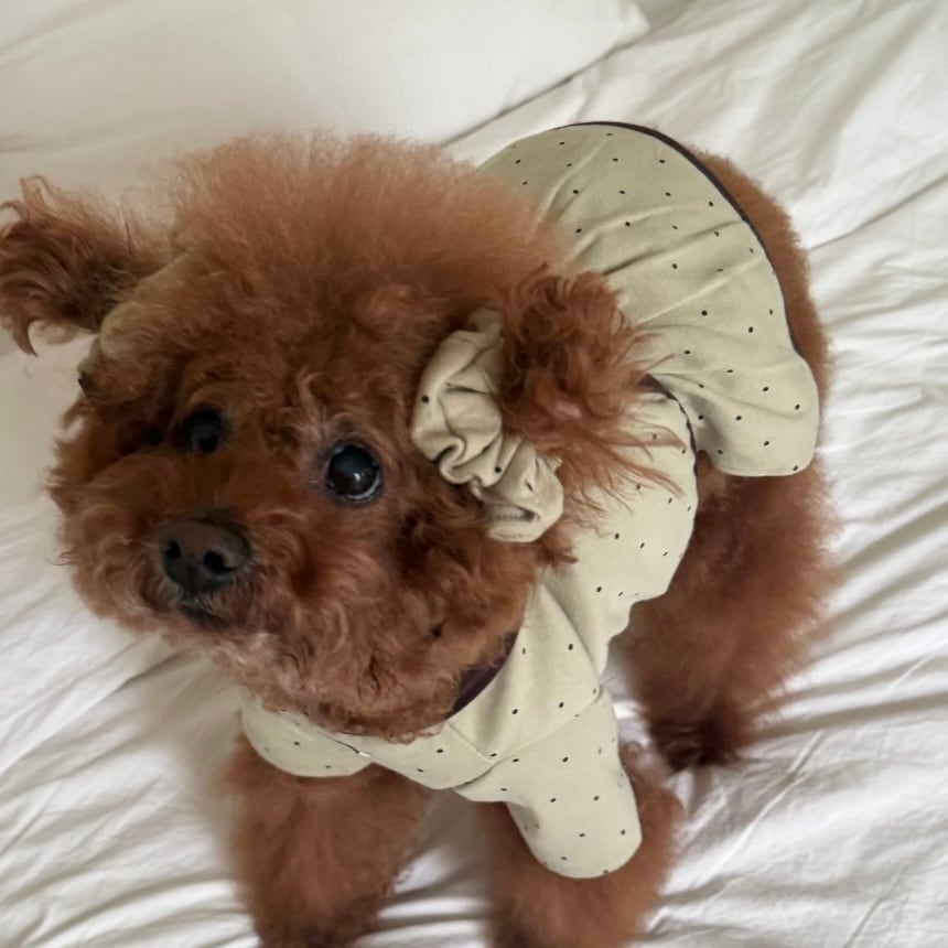 DOG WEAR | LUANA DOG