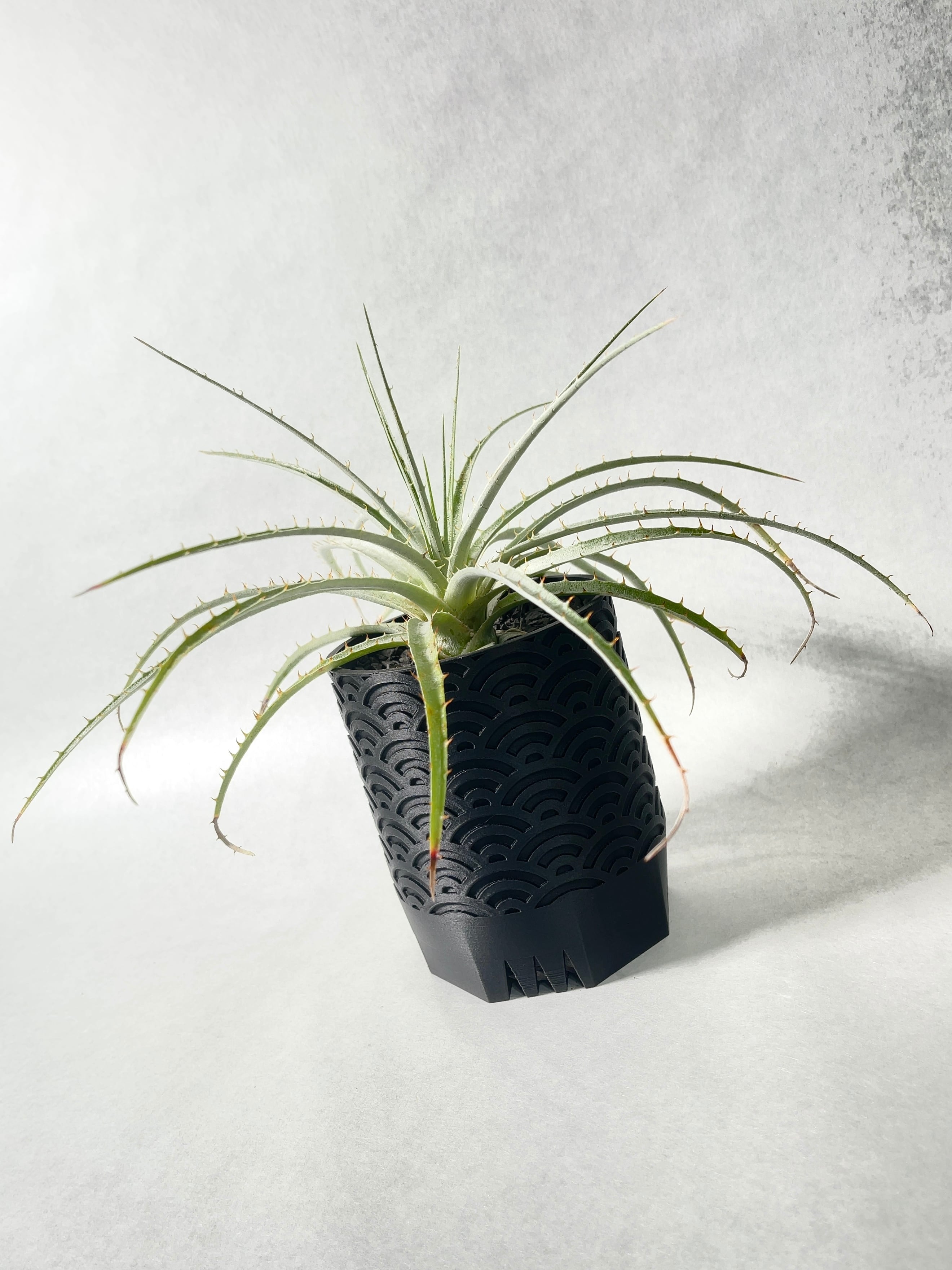 プヤ・セルーレア | trigger