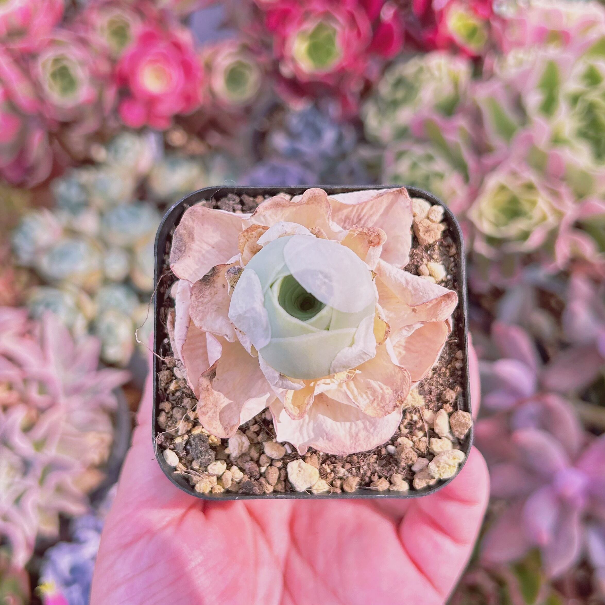 多肉植物　グリーノビア  タマゴ　抜き苗