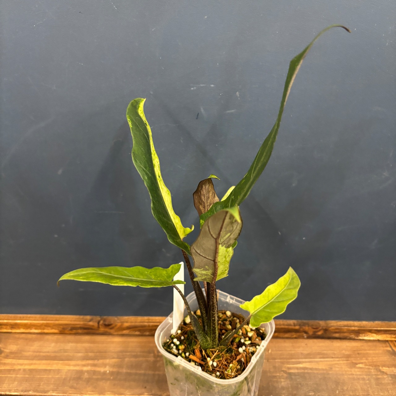 アロカシア　ラウテルバキアナ　バリエガータ(斑入り)【769】