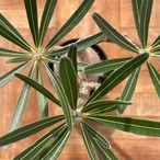 Pachypodium Gracilius【パキポディウム・グラキリス】