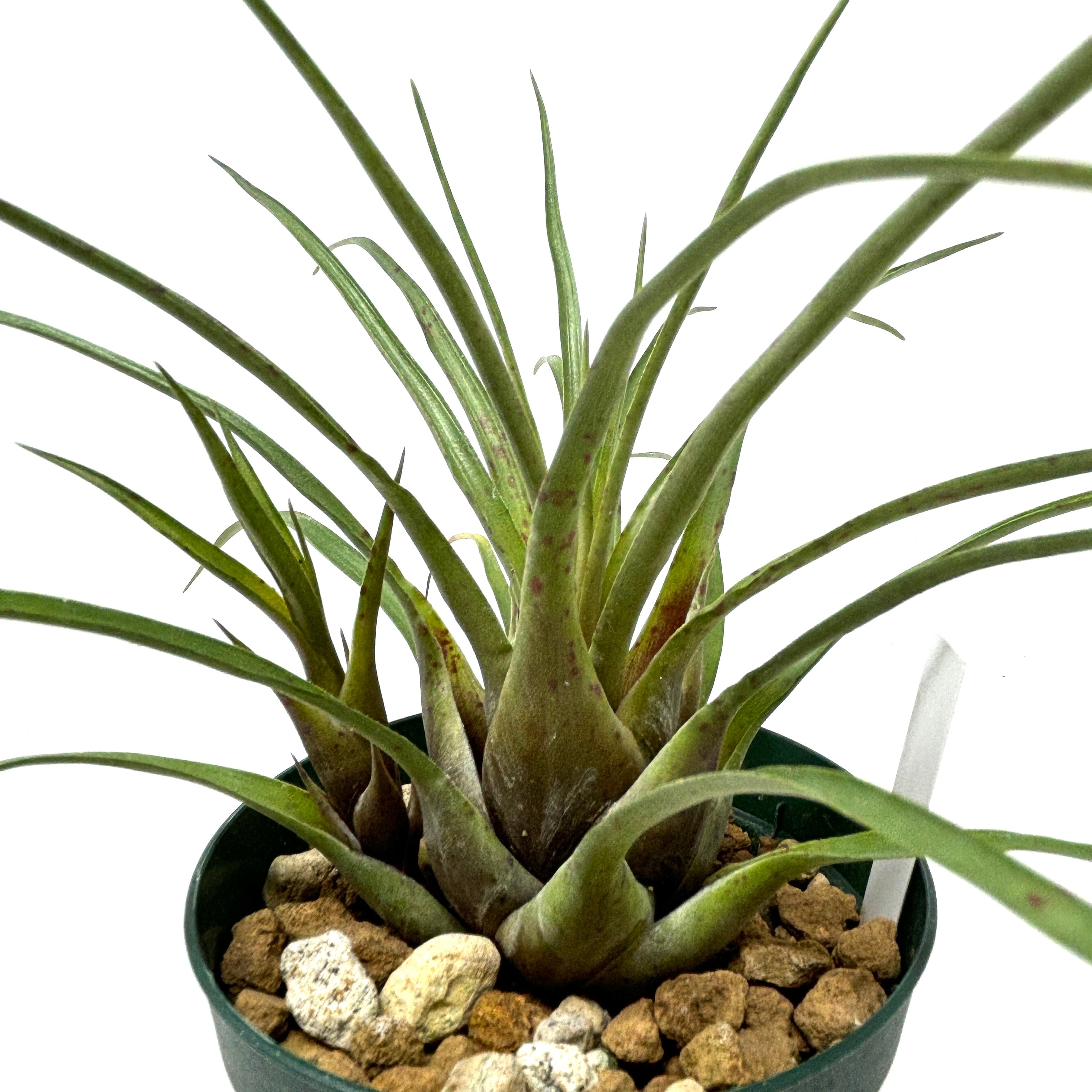 フリーセア Vriesea corcovadensis (Brazil)【242】 | PROTOLEAF フリーセア Vriesea corcovadensis (Brazil)【242】 | PROTOLEAF