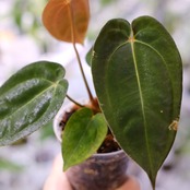Anthurium Papillilaminum Guna Yala x Forgetii Dark②│観葉植物