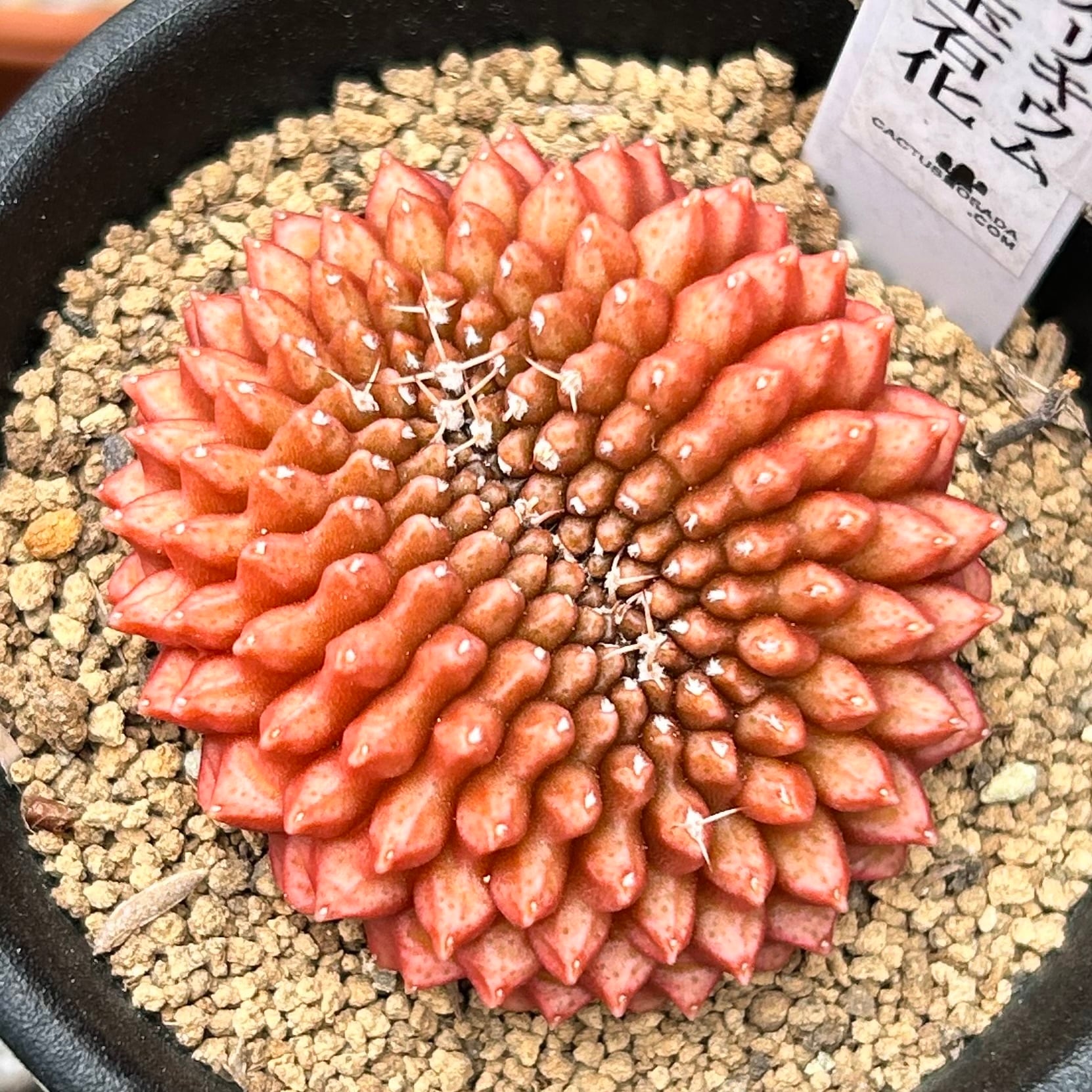 T)ギムノカリキウム刺無牡丹玉石化(サボテン) | RuPo 多肉植物専門店