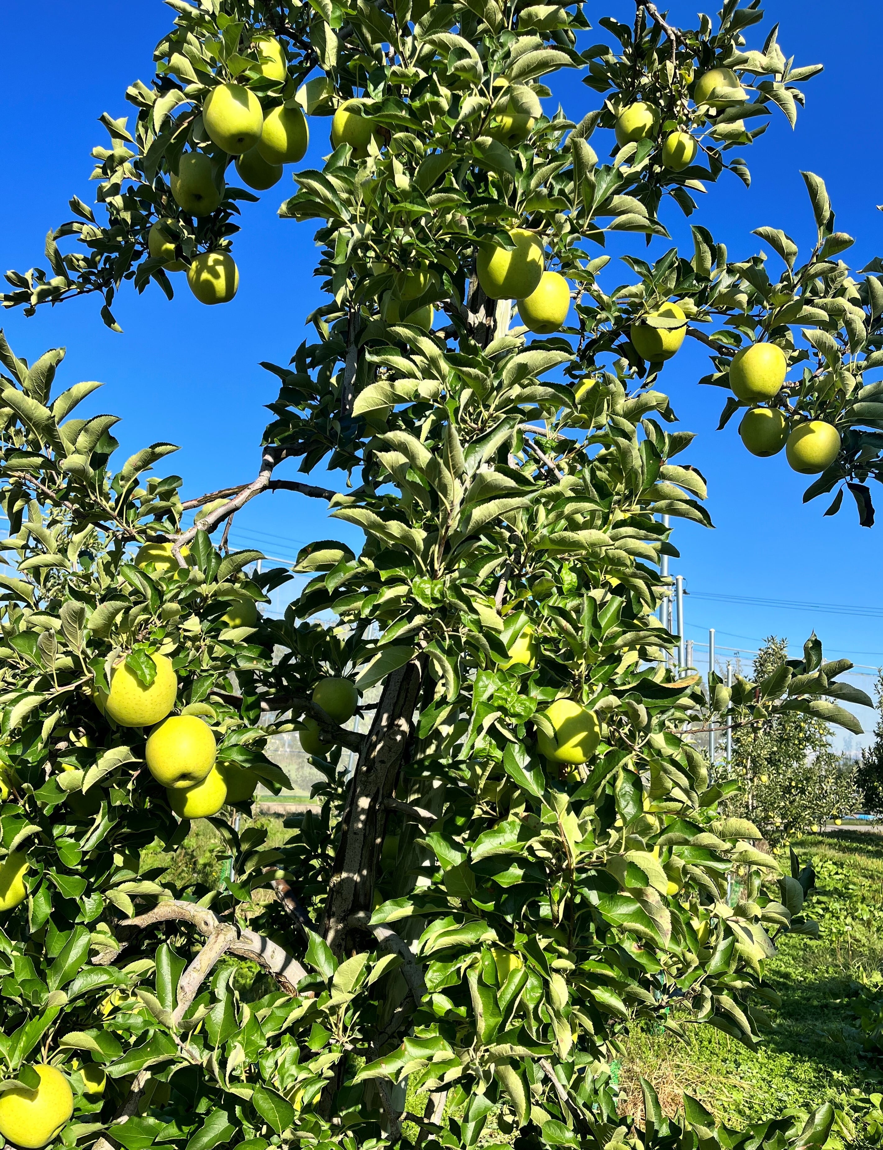 王林＆葉取らずサンふじ家庭用　2kg